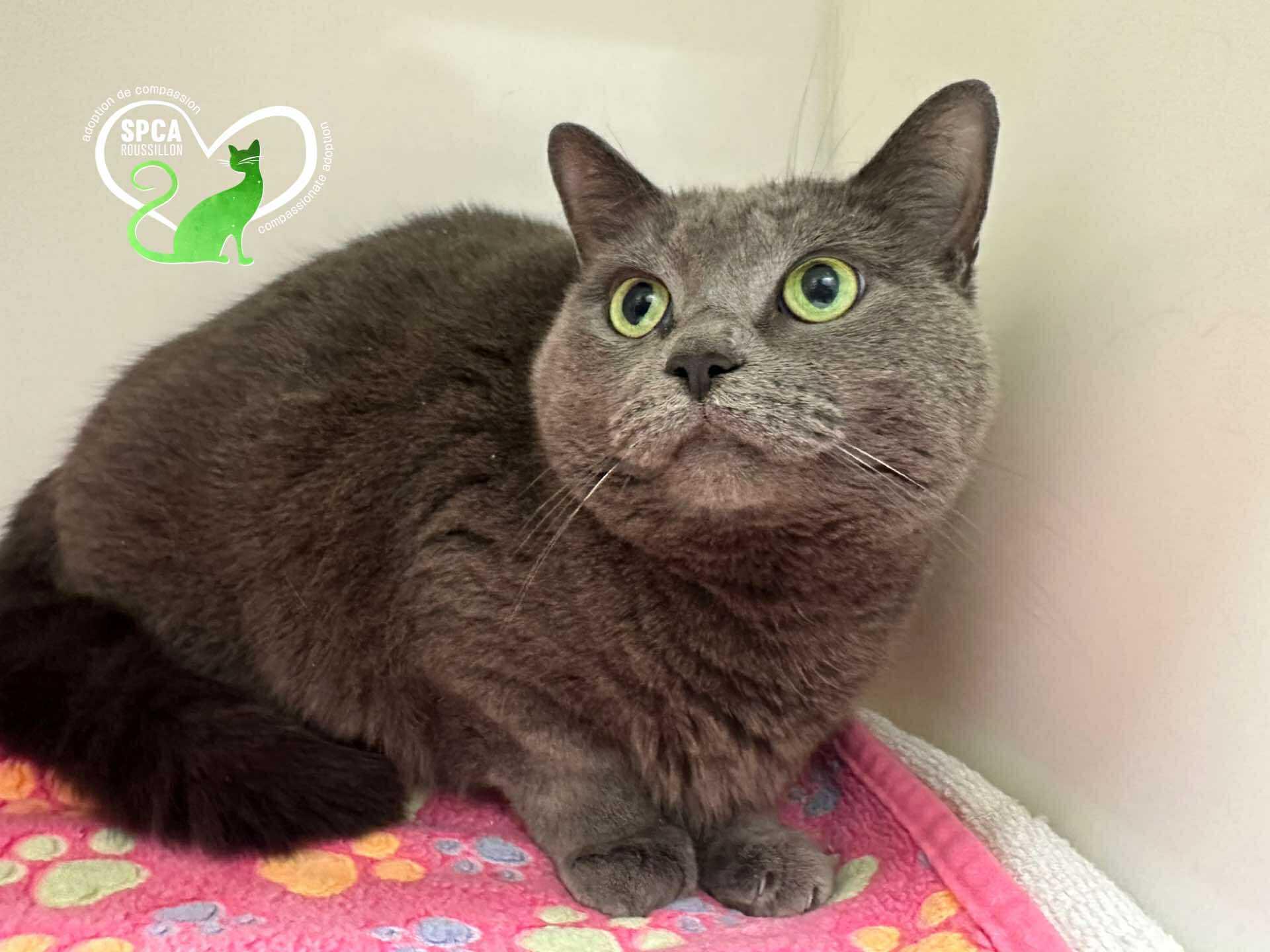 James, Adoptable, Senior Female Domestic Short Hair.