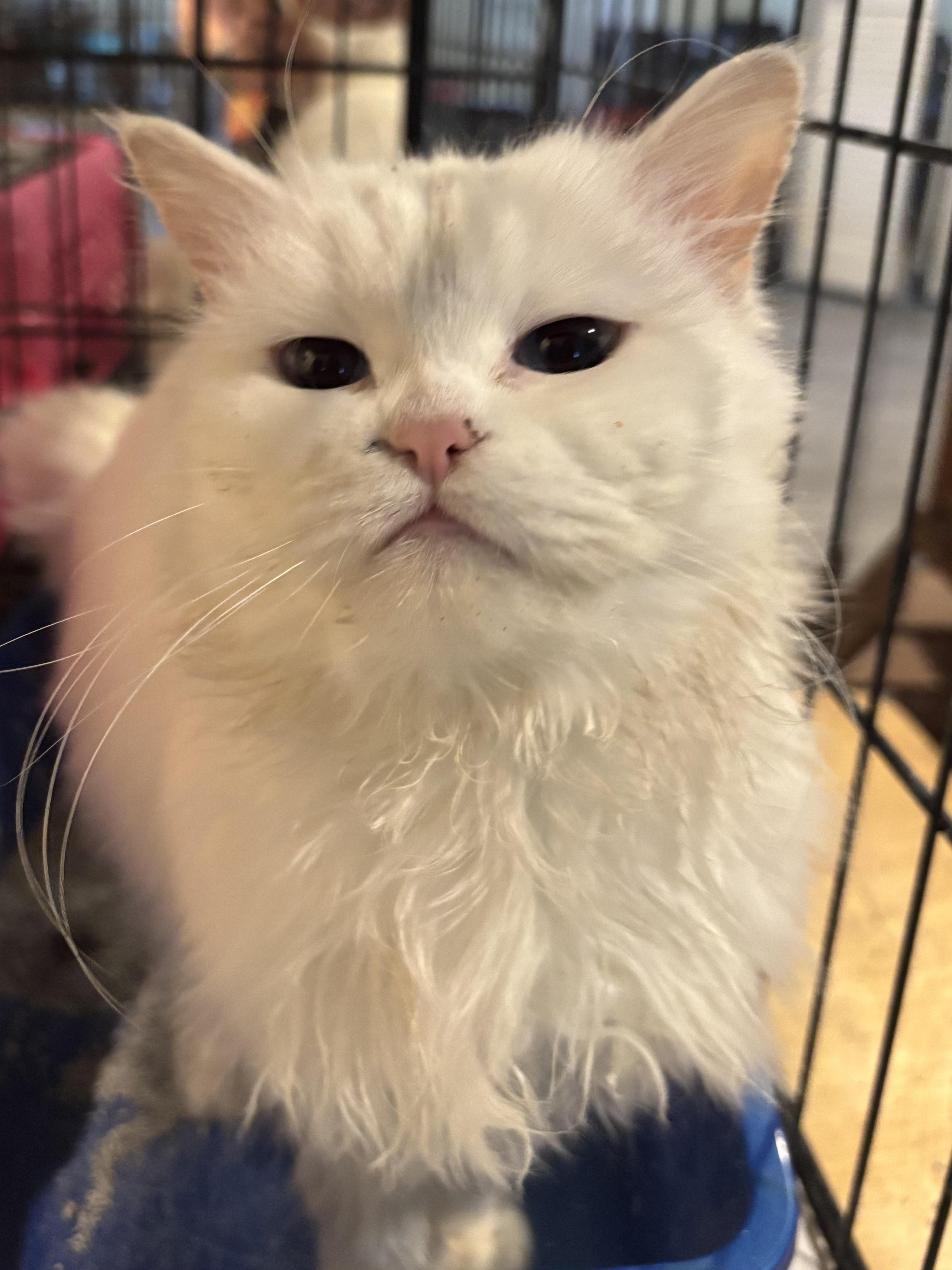 Sandy (Persian with blue eyes), a ADOPTABLE Persian in Fairfax, VA image 2/5