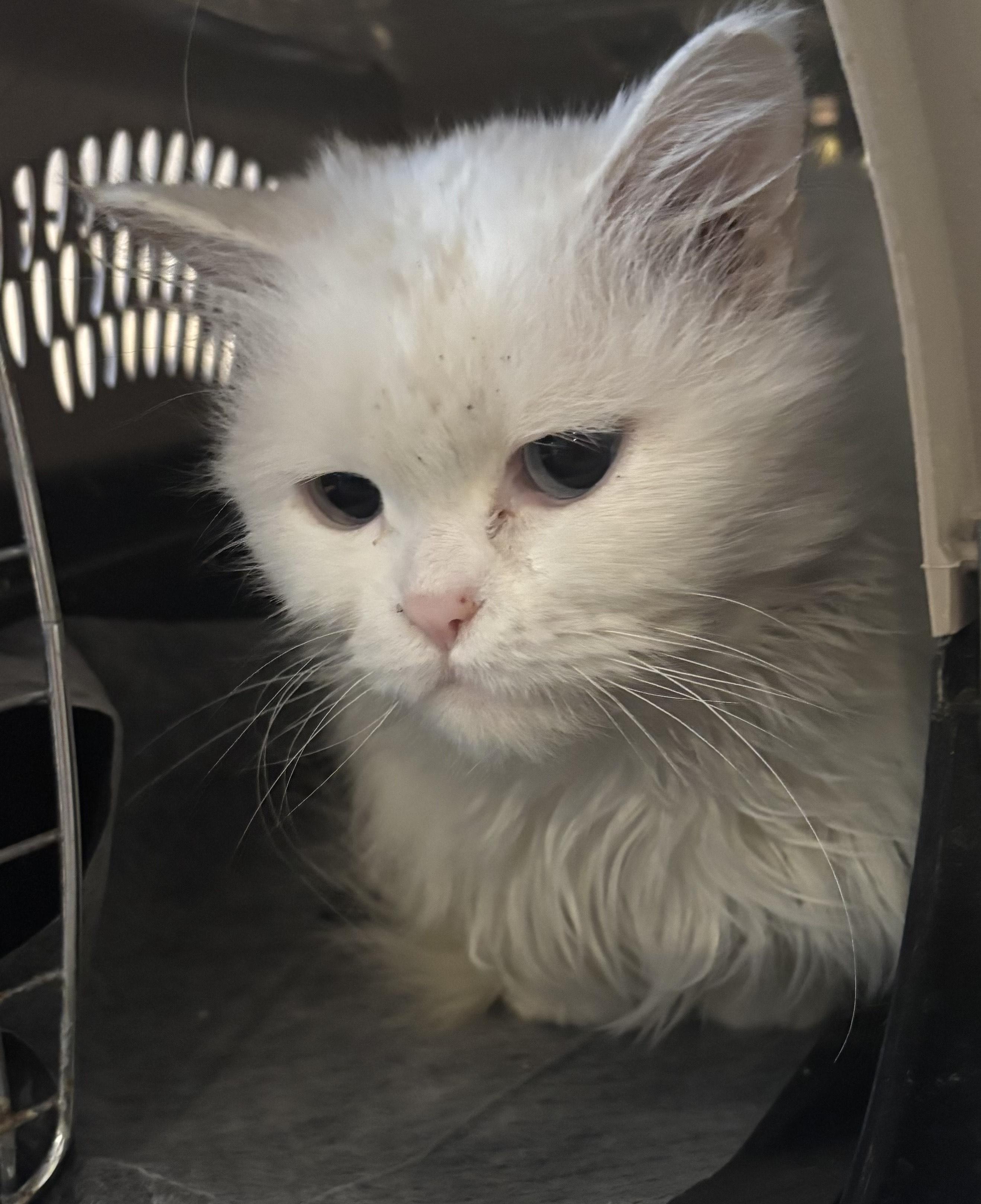 Sandy (Persian with blue eyes), a ADOPTABLE Persian in Fairfax, VA image 3/5