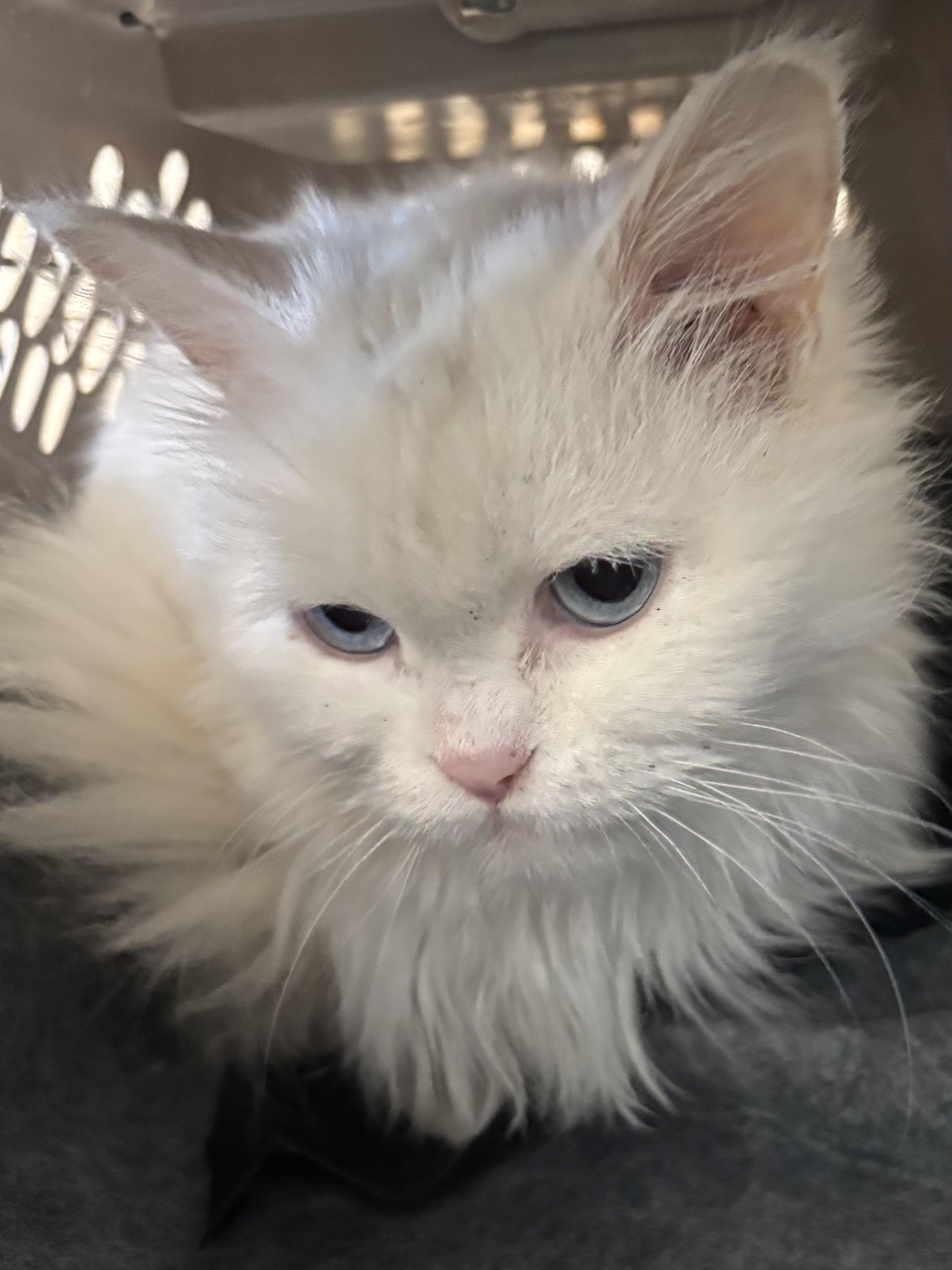 Sandy (Persian with blue eyes), a ADOPTABLE Persian in Fairfax, VA image 1/5