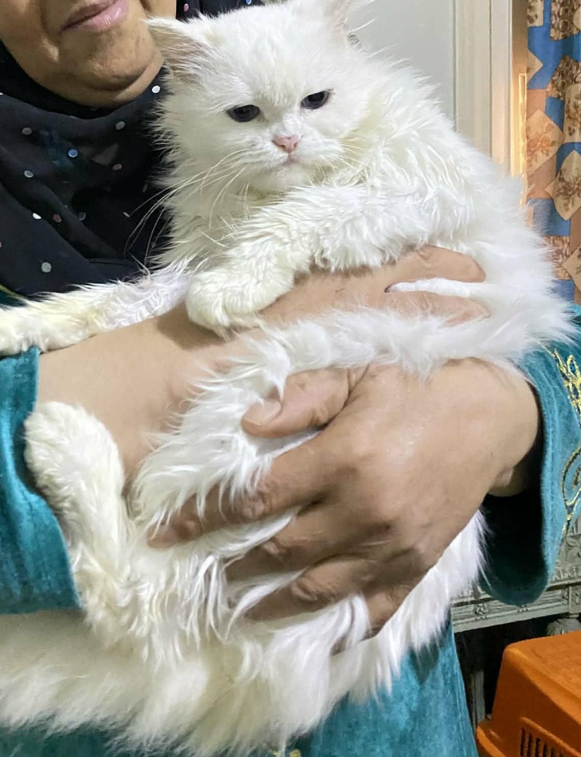 Sandy (Persian with blue eyes), a ADOPTABLE Persian in Fairfax, VA image 4/5