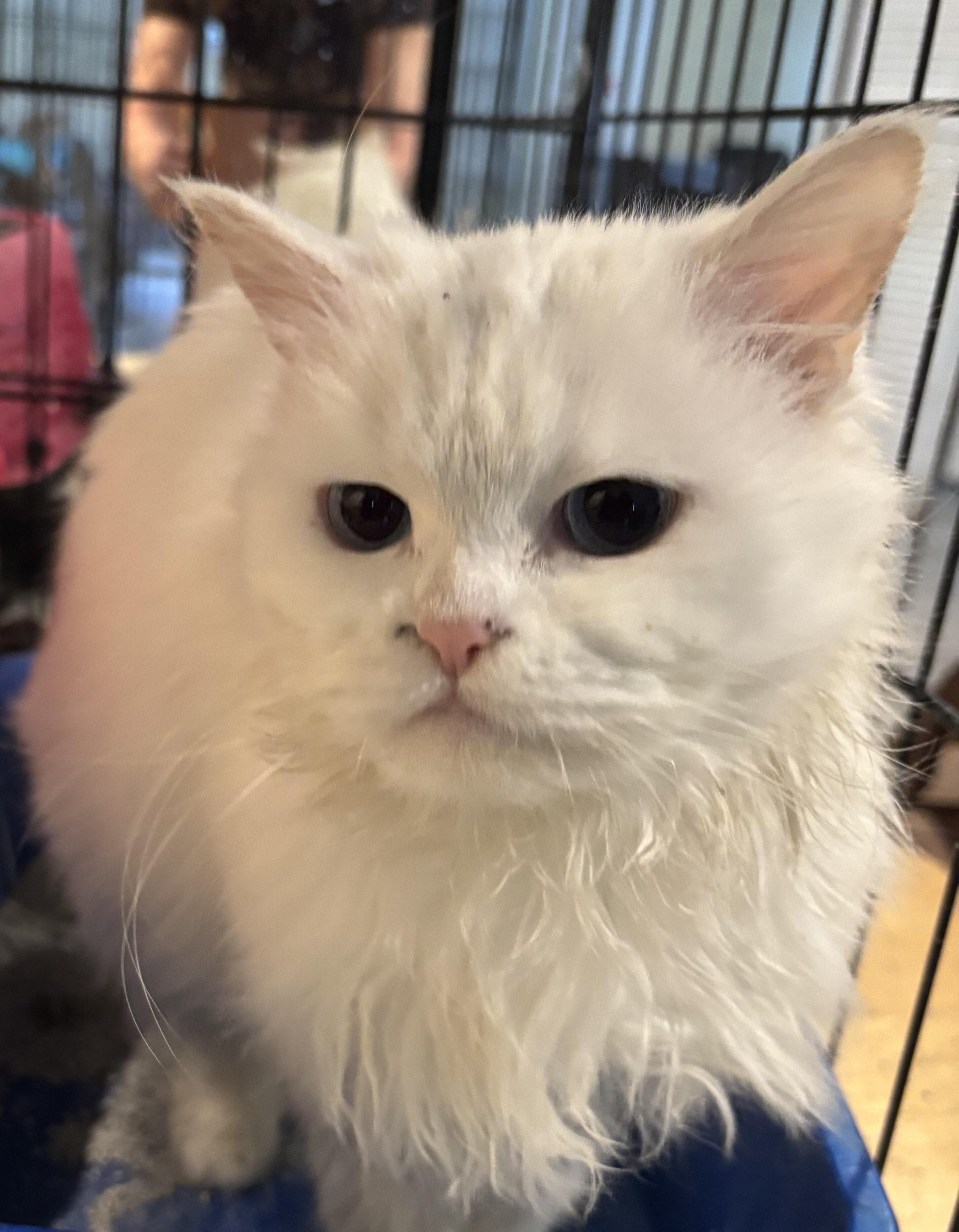 Sandy (Persian with blue eyes), a ADOPTABLE Persian in Fairfax, VA image 5/5