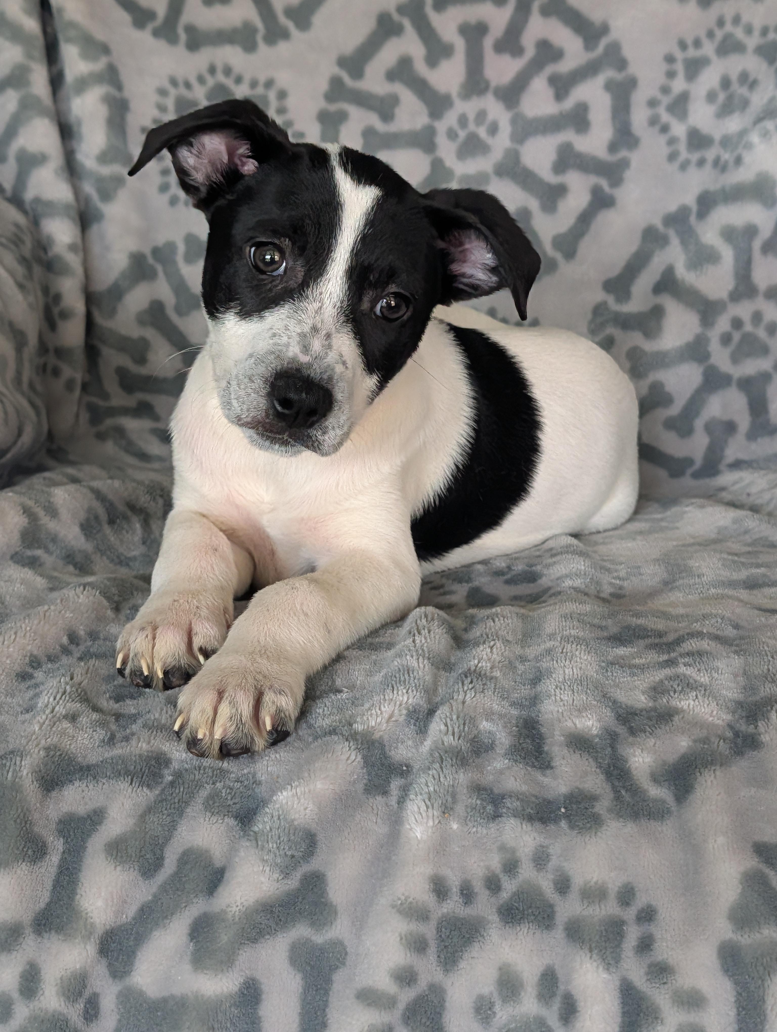 Tia, Adoptable, Puppy Female Cattle Dog & Terrier.