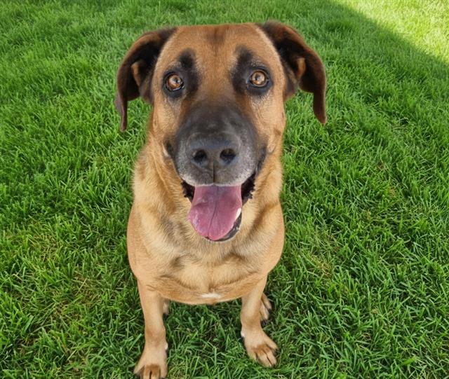 SCAR, Adoptable, Senior Male Redbone Coonhound & Mixed Breed.