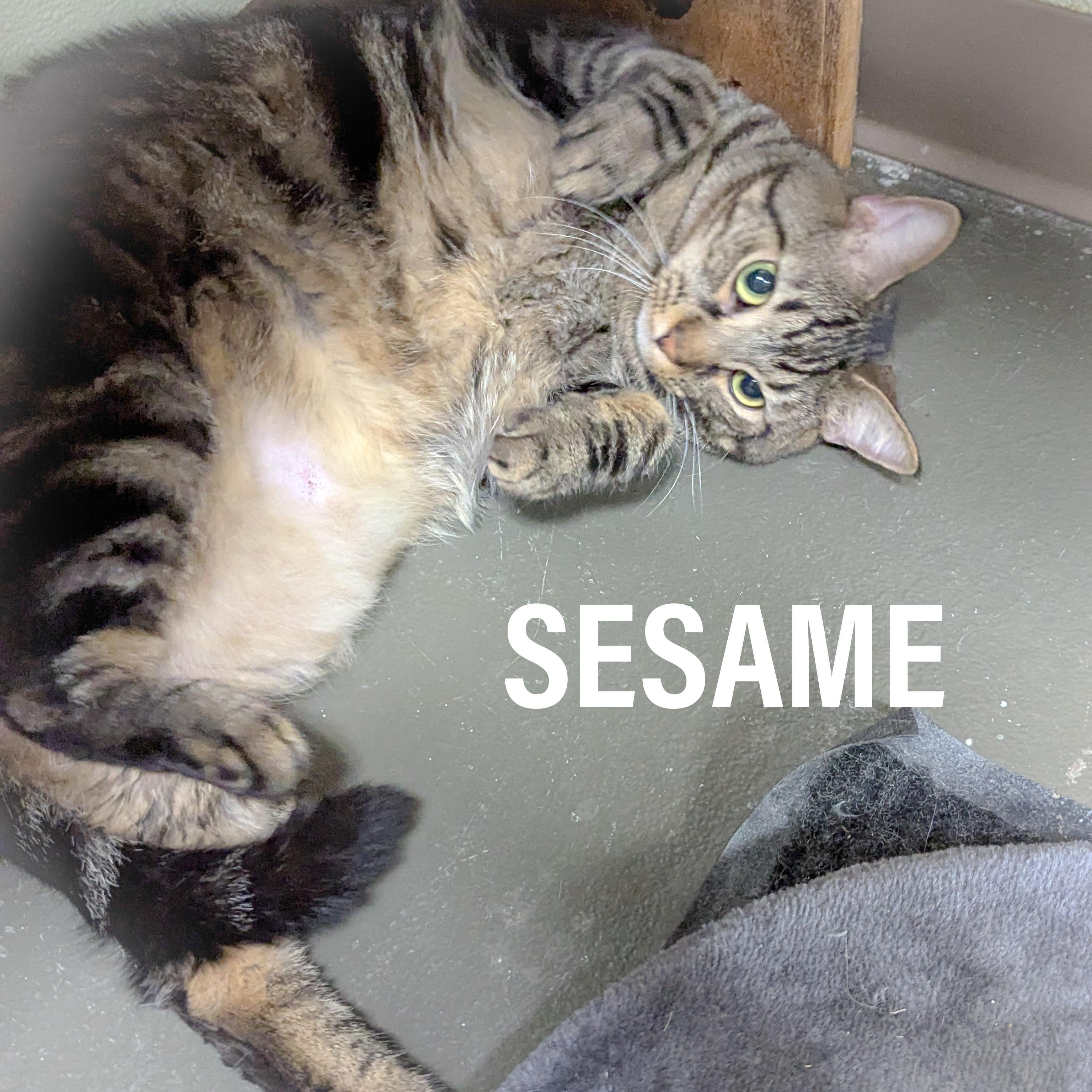 SESAME, a Adoptable mixed breed in Griffith, IN image 1/6