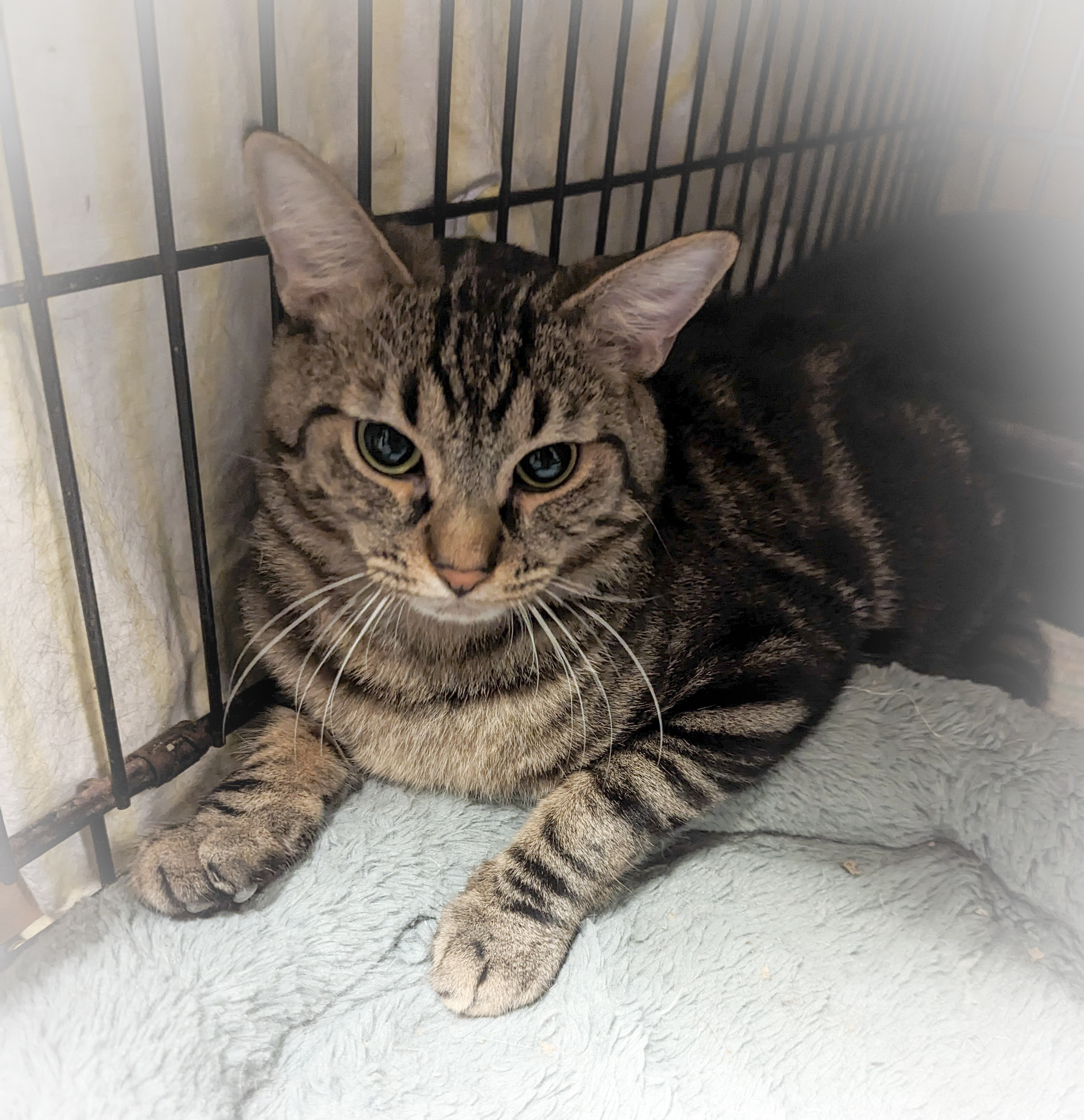 SESAME, a Adoptable mixed breed in Griffith, IN image 5/6