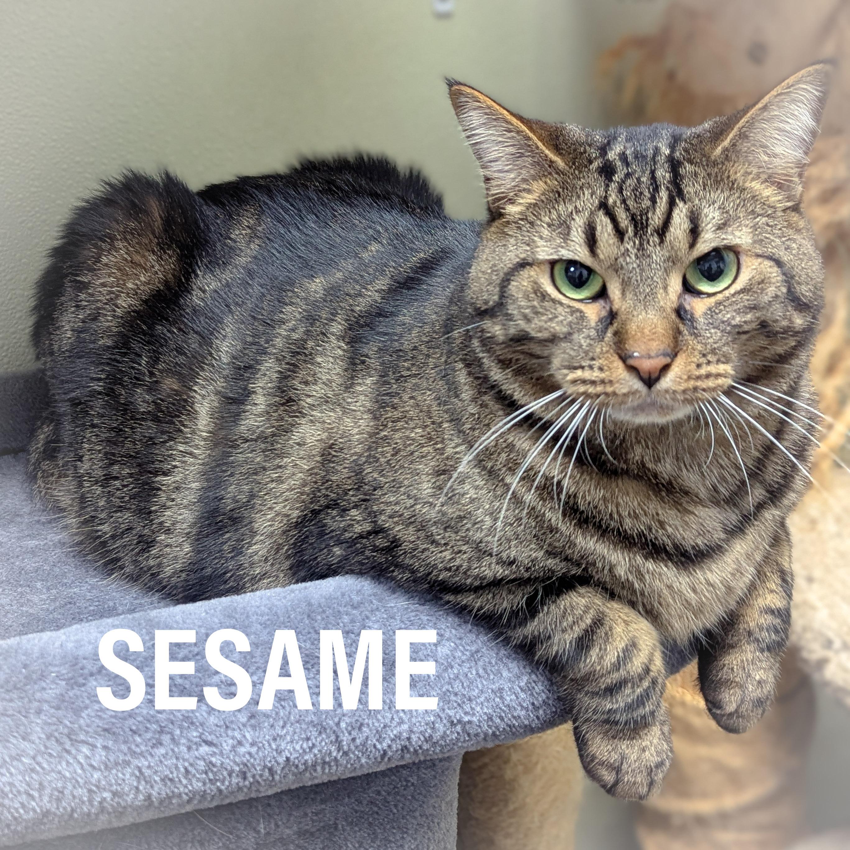 SESAME, Adoptable, Adult Male Domestic Short Hair & Tabby.