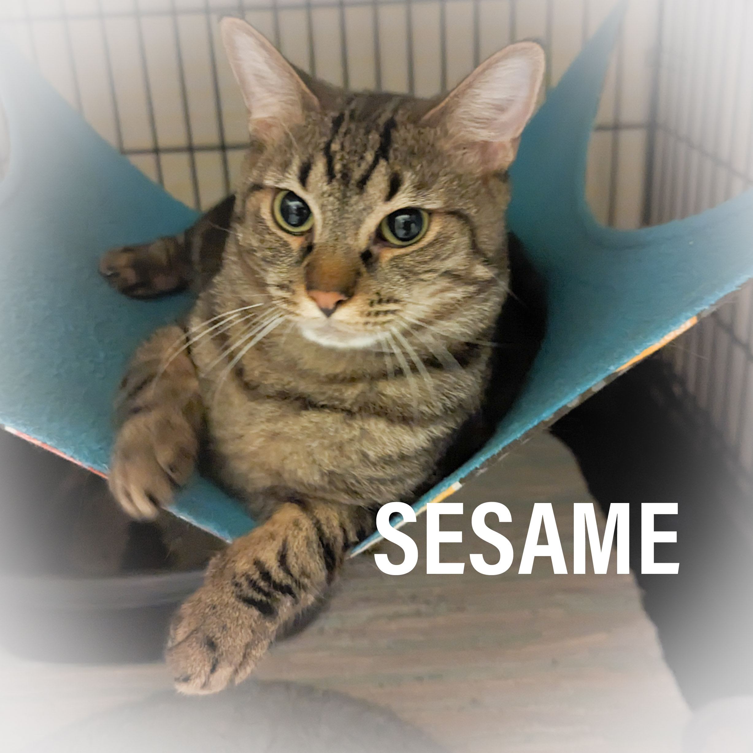 SESAME