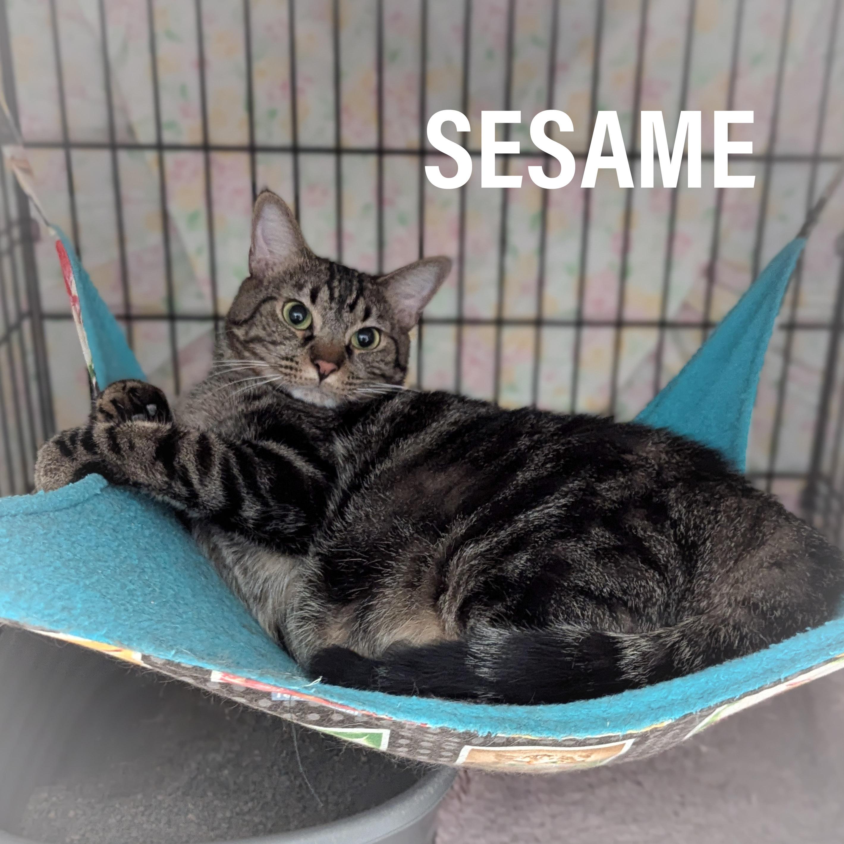 SESAME, a Adoptable mixed breed in Griffith, IN image 3/6