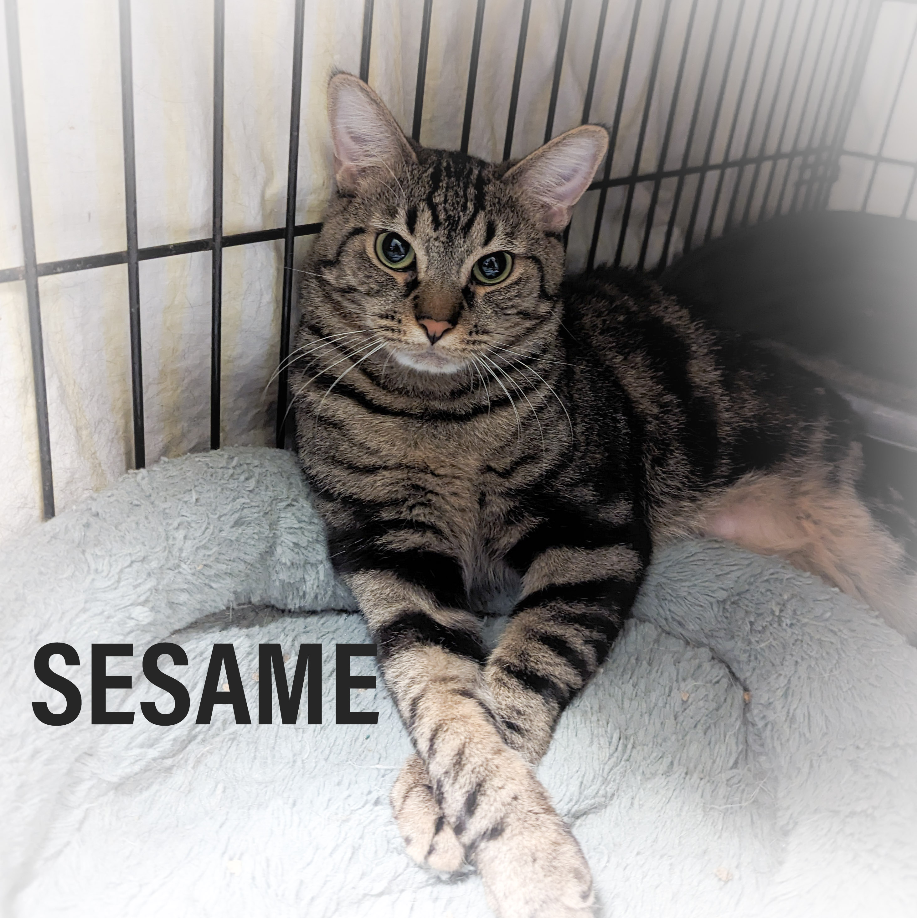 SESAME, a Adoptable mixed breed in Griffith, IN image 4/6