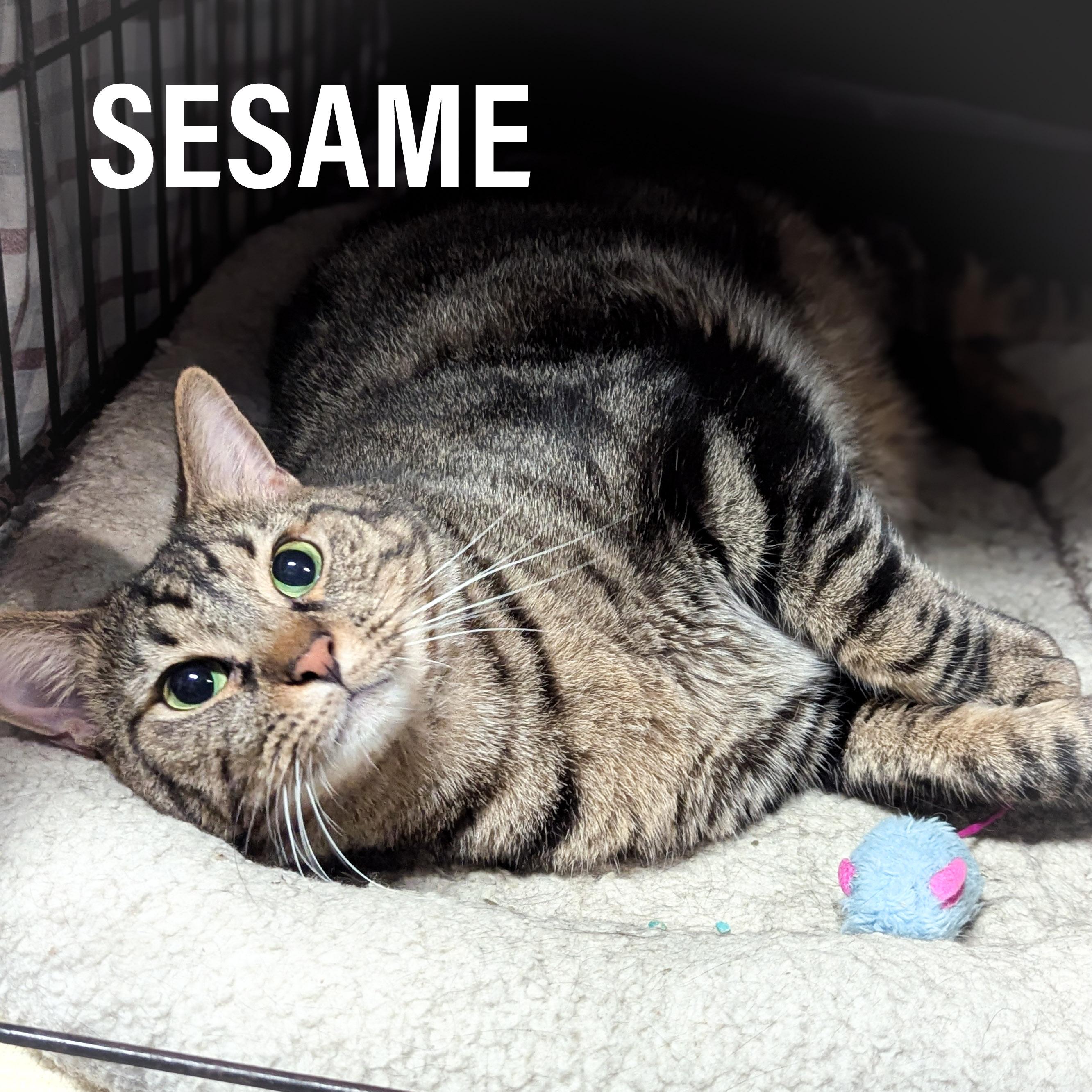 SESAME, Adult Male Domestic Short Hair