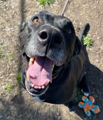 Leo (Lab), a Adoptable mixed breed in Santa Paula, CA image 1/10