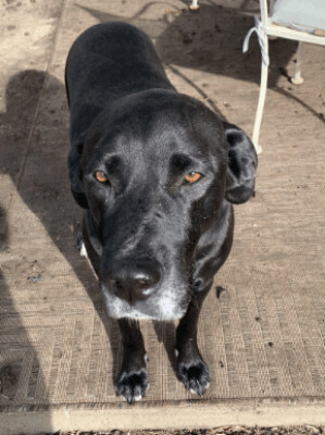 Leo (Lab), a Adoptable mixed breed in Santa Paula, CA image 2/10