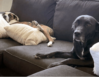 Leo (Lab), a Adoptable mixed breed in Santa Paula, CA image 3/10