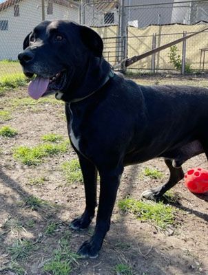 Leo (Lab), a Adoptable mixed breed in Santa Paula, CA image 4/10