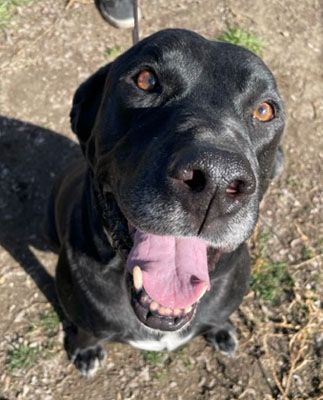 Leo (Lab) 2