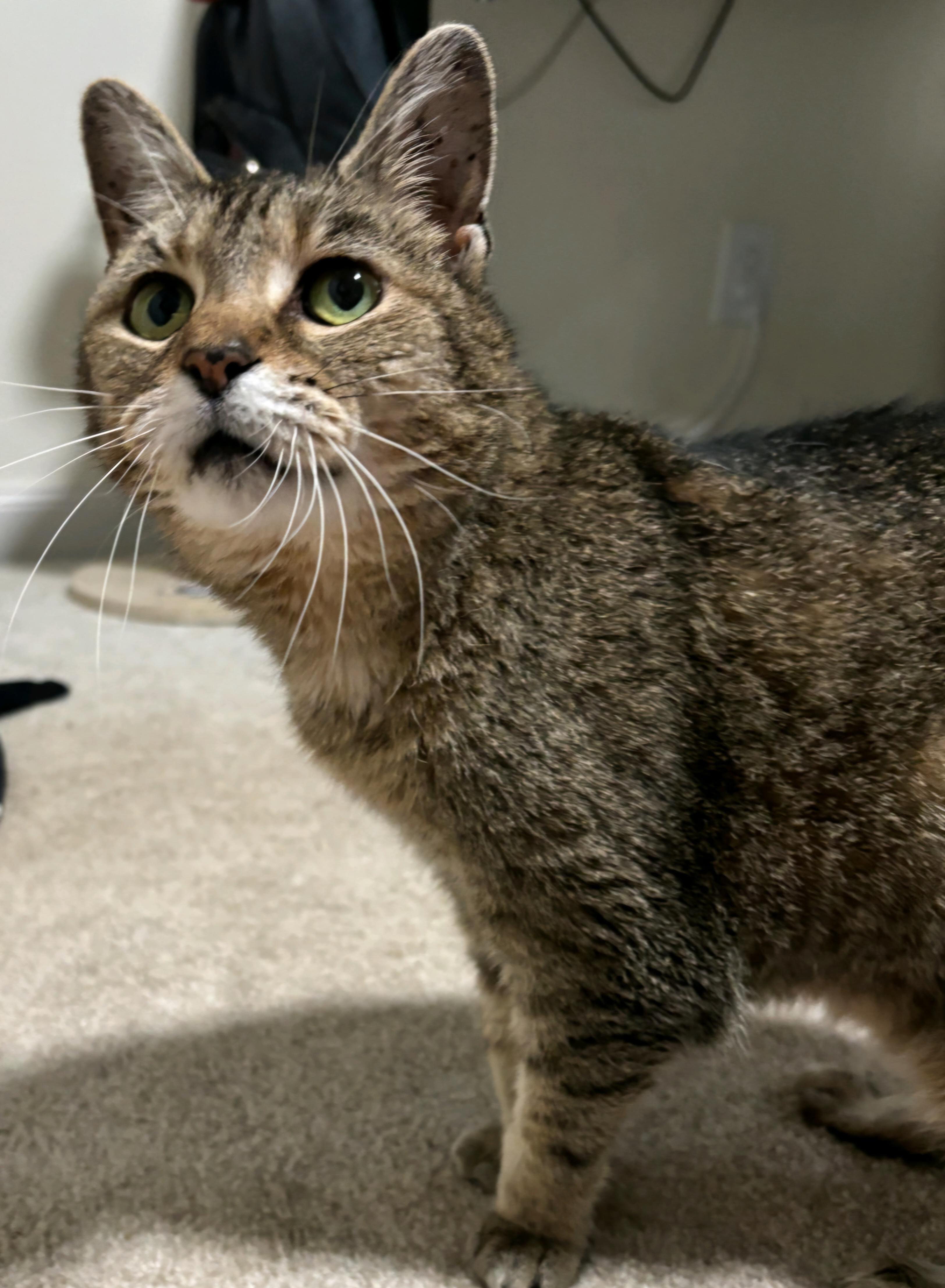 Lily, a Adoptable Tabby in Cincinnati, OH image 4/4