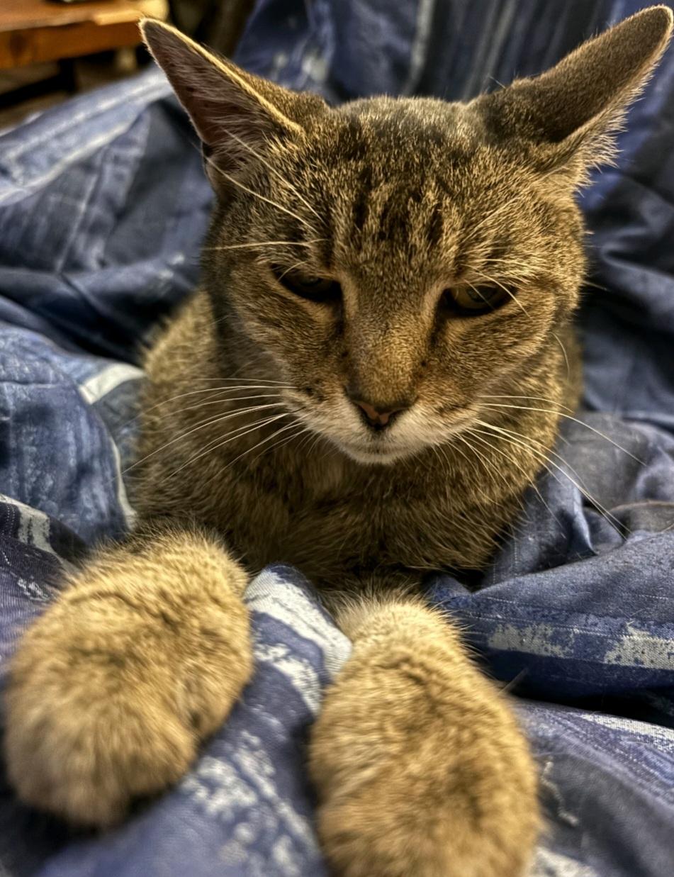 Lily, a Adoptable Tabby in Cincinnati, OH image 1/4