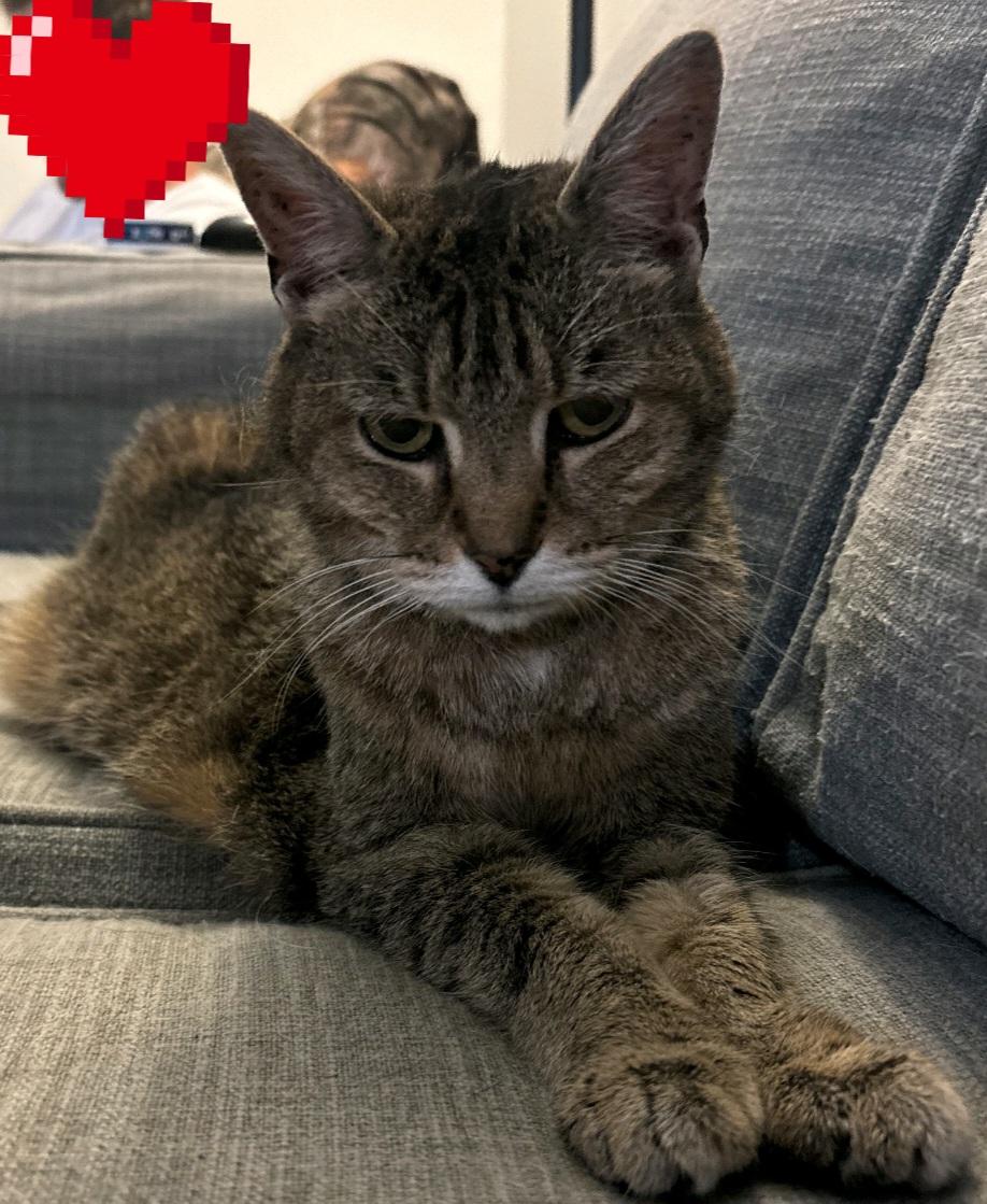 Lily, a Adoptable Tabby in Cincinnati, OH image 3/4