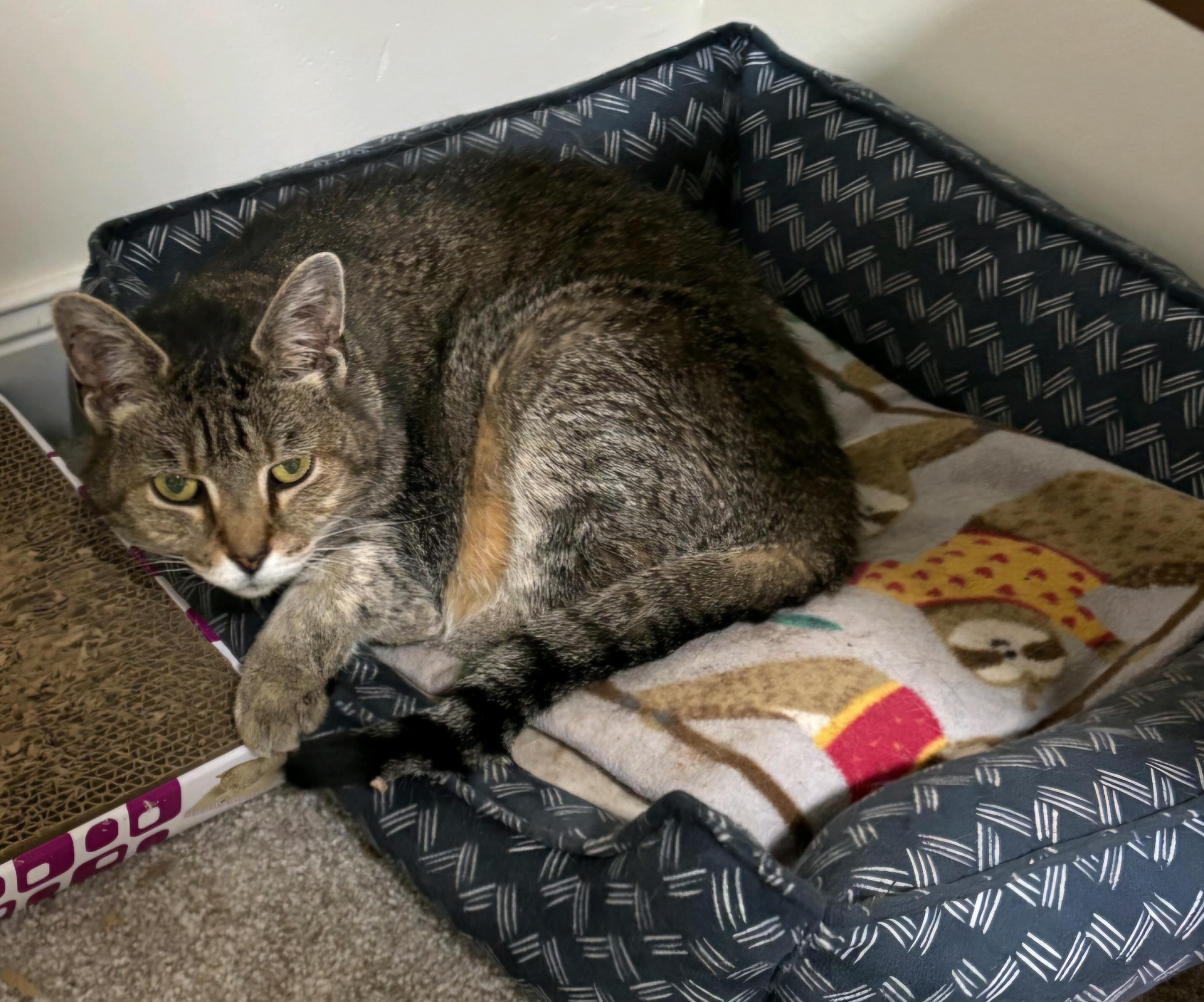 Lily, a Adoptable Tabby in Cincinnati, OH image 2/4