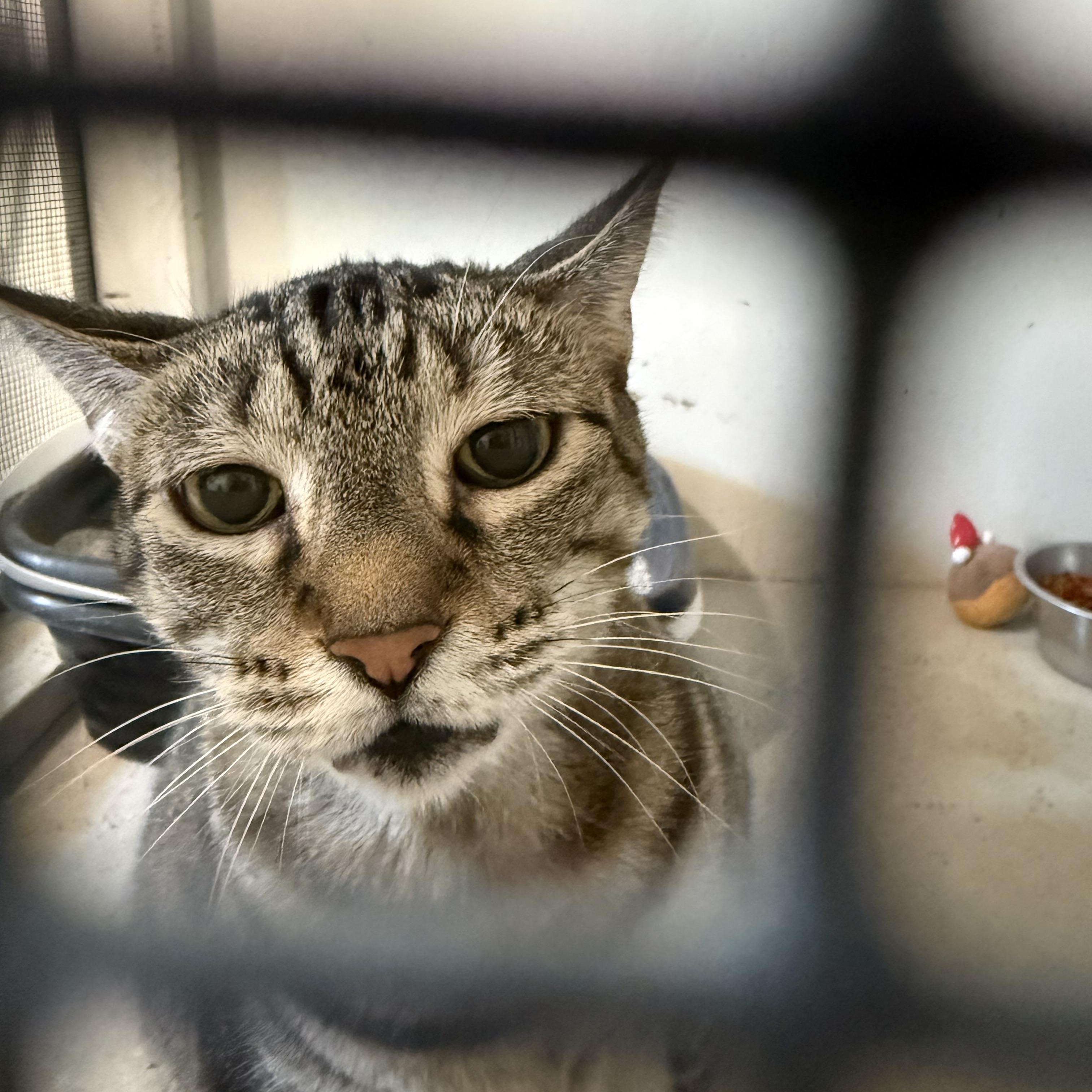 Enlarge Addie, an adopted Domestic Short Hair in Marana, AZ image 1/1