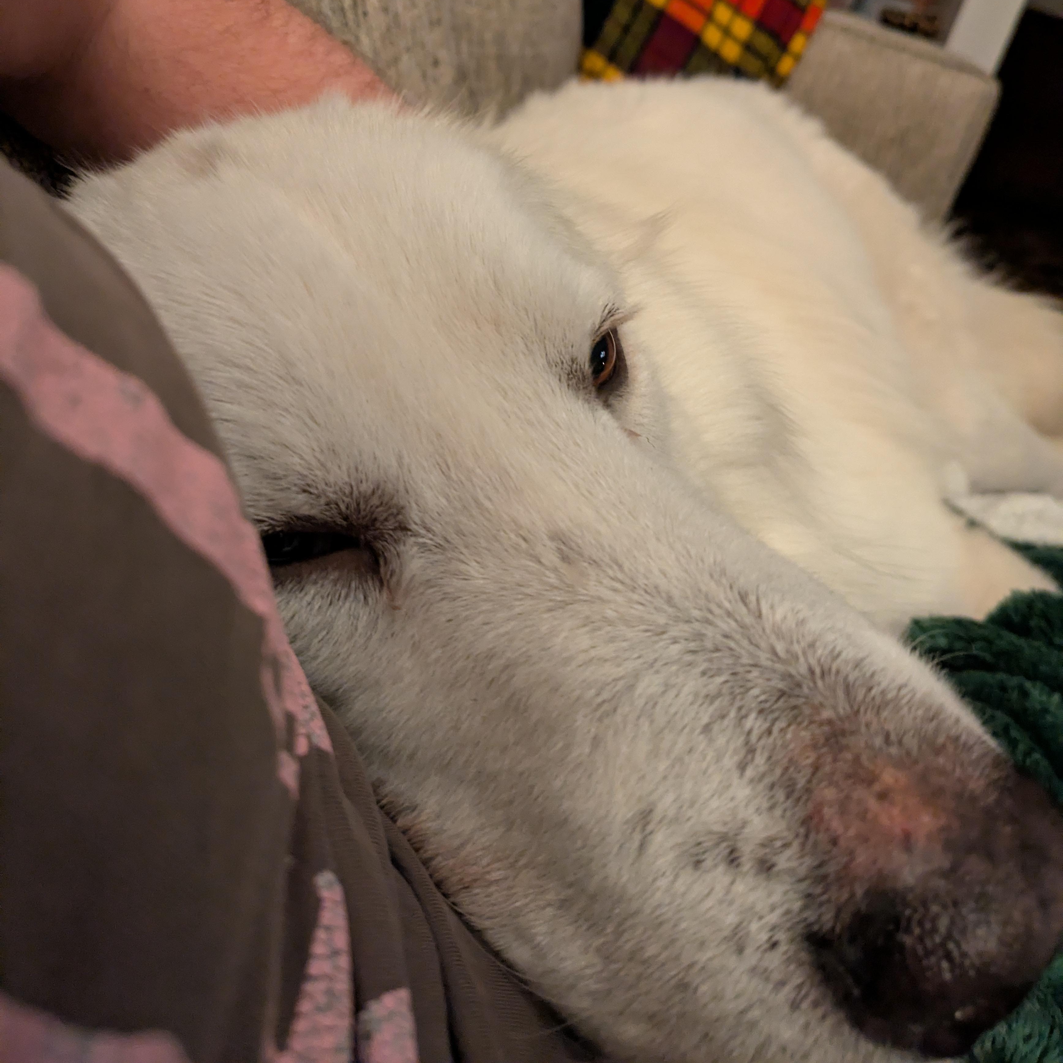 Sammy Sweetheart, a ADOPTABLE Great Pyrenees in Brooklyn, NY image 6/6