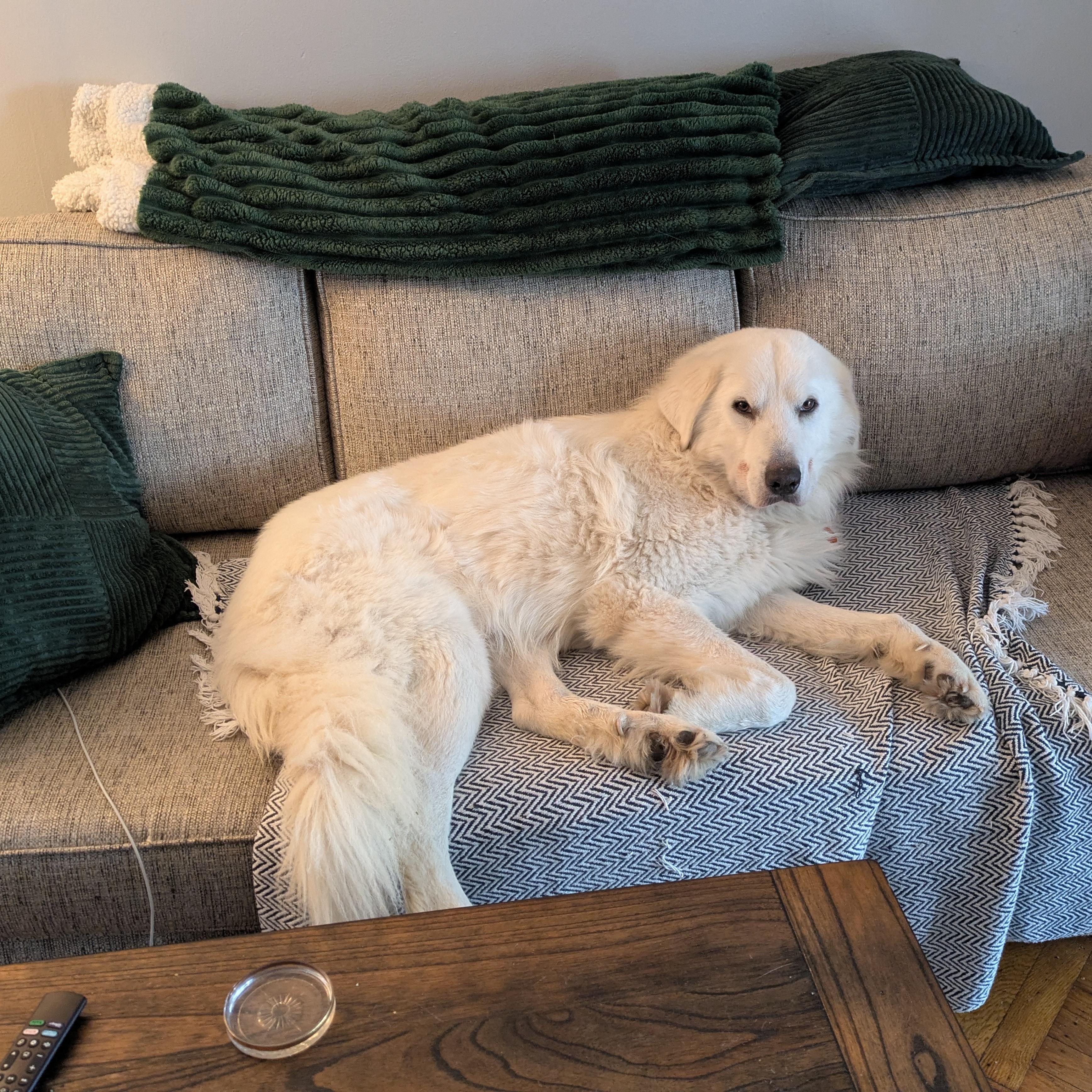Sammy Sweetheart, a ADOPTABLE Great Pyrenees in Brooklyn, NY image 4/6