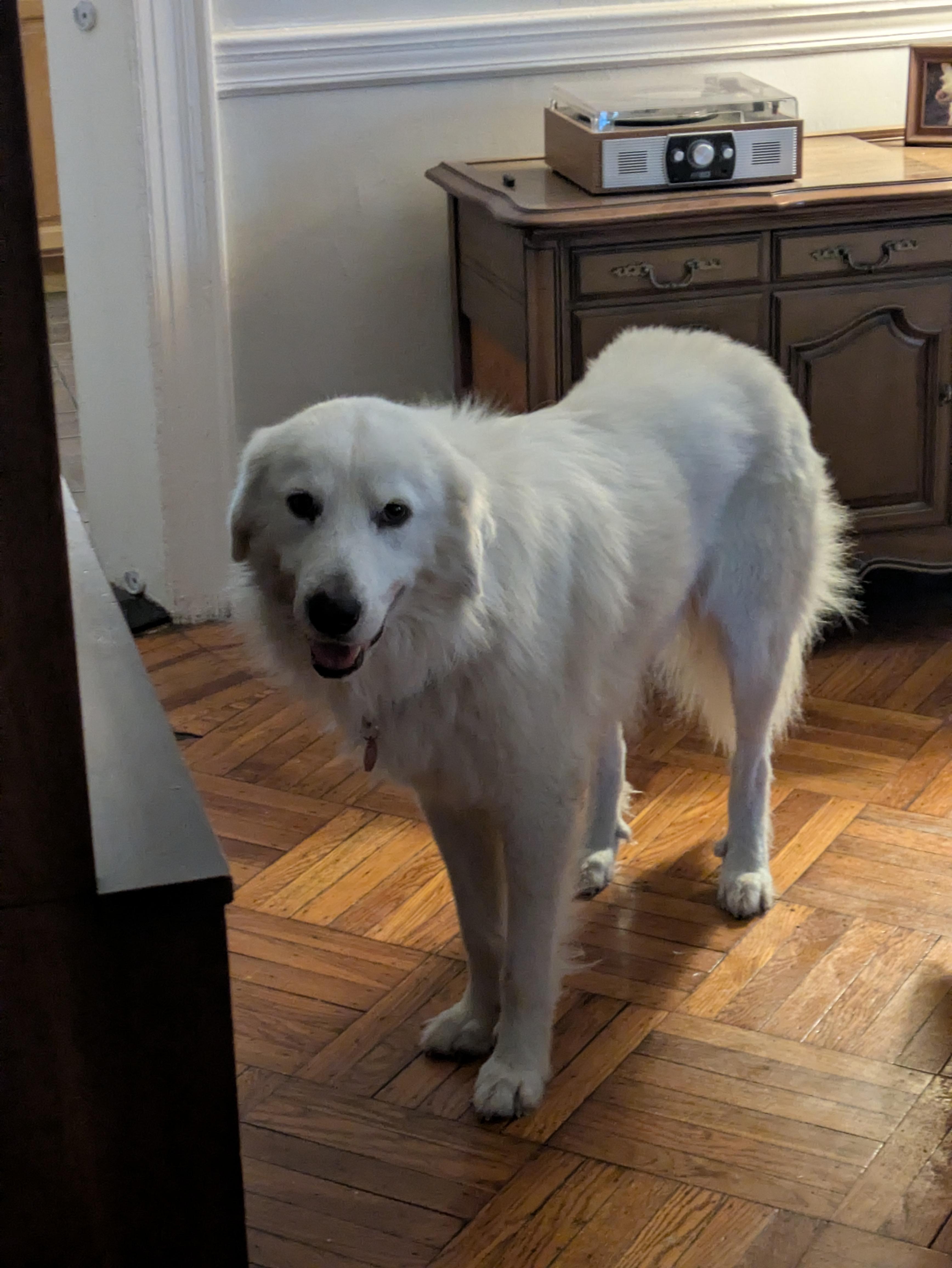Sammy Sweetheart, a ADOPTABLE Great Pyrenees in Brooklyn, NY image 3/6