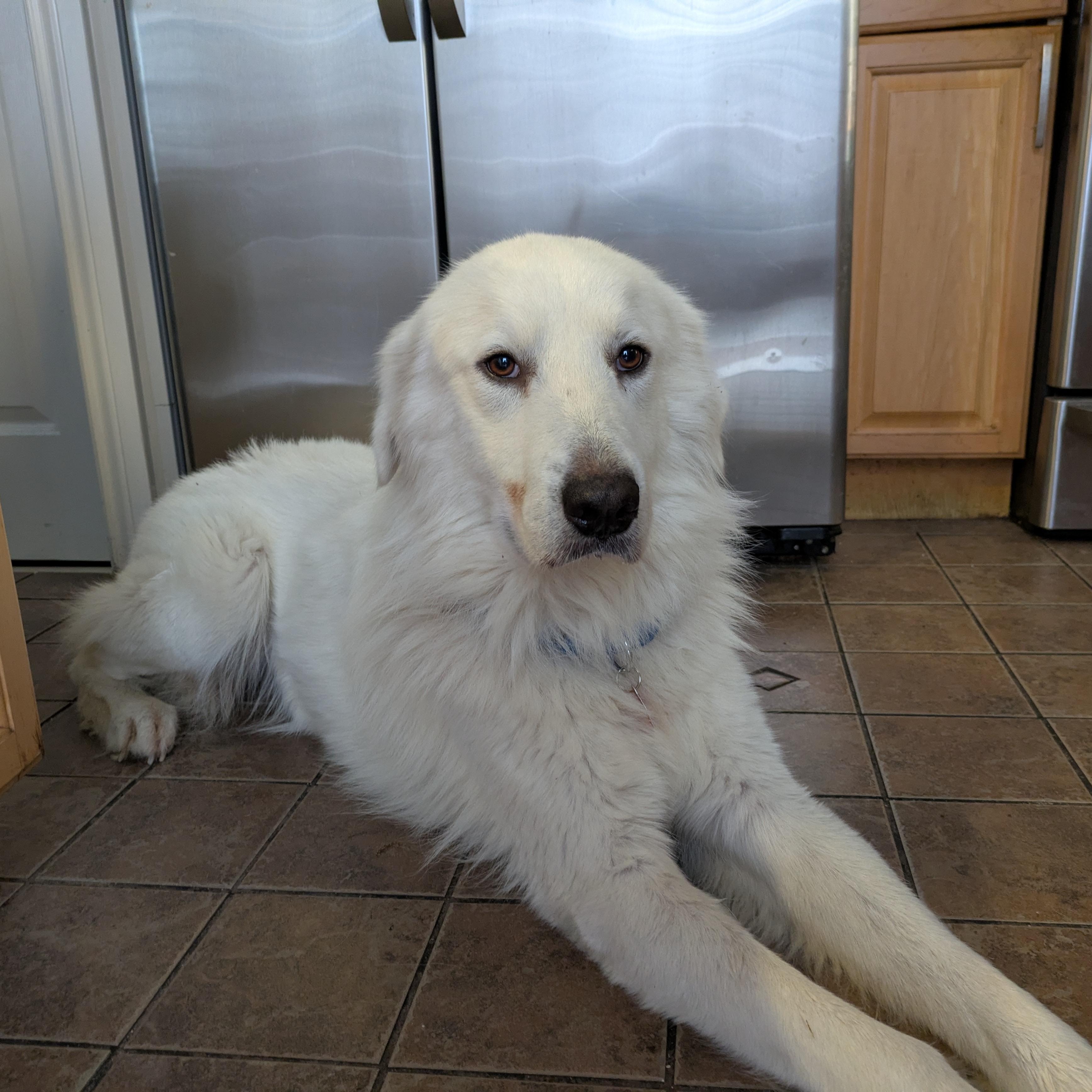 Sammy Sweetheart, ADOPTABLE, Young Male Great Pyrenees.