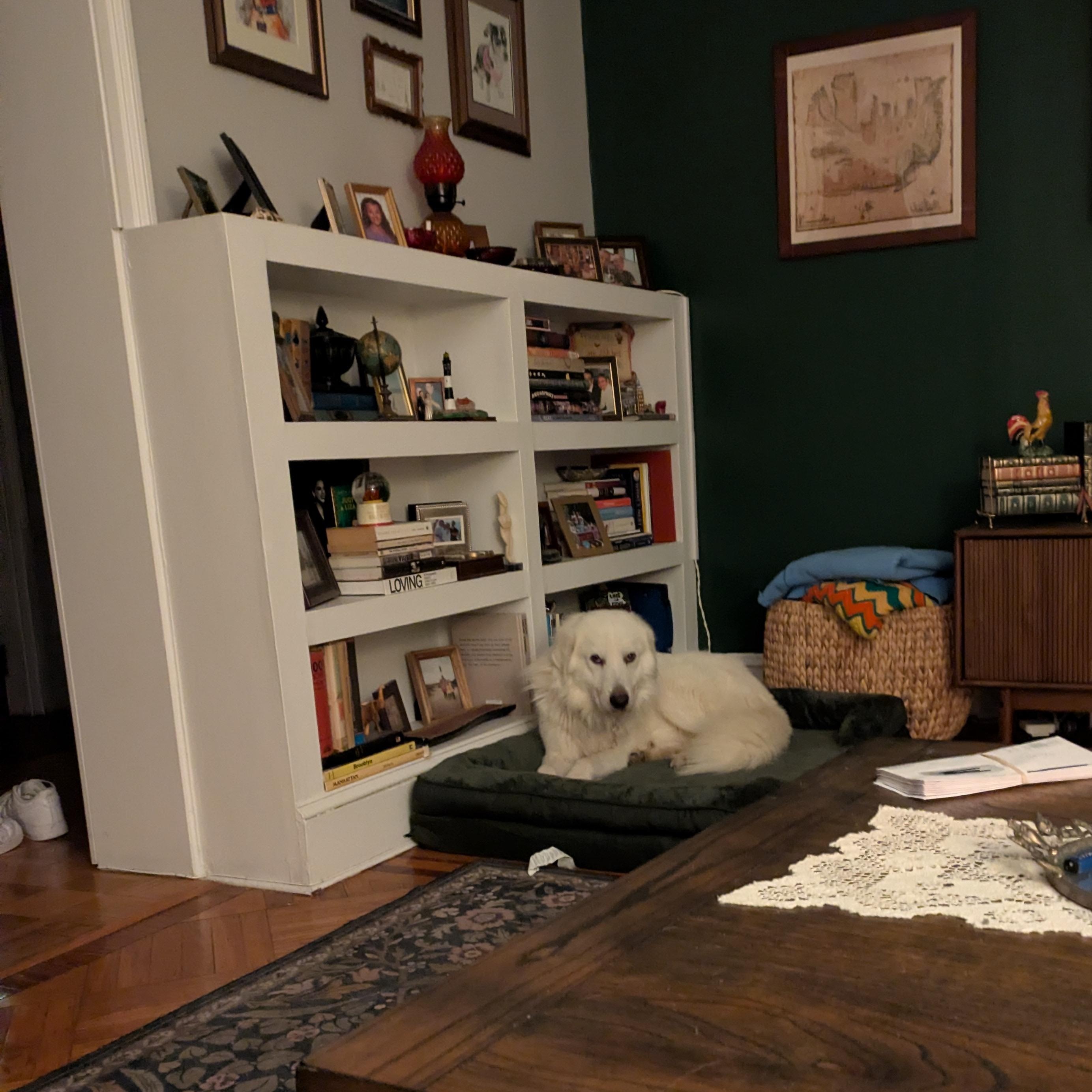 Sammy Sweetheart, a ADOPTABLE Great Pyrenees in Brooklyn, NY image 5/6