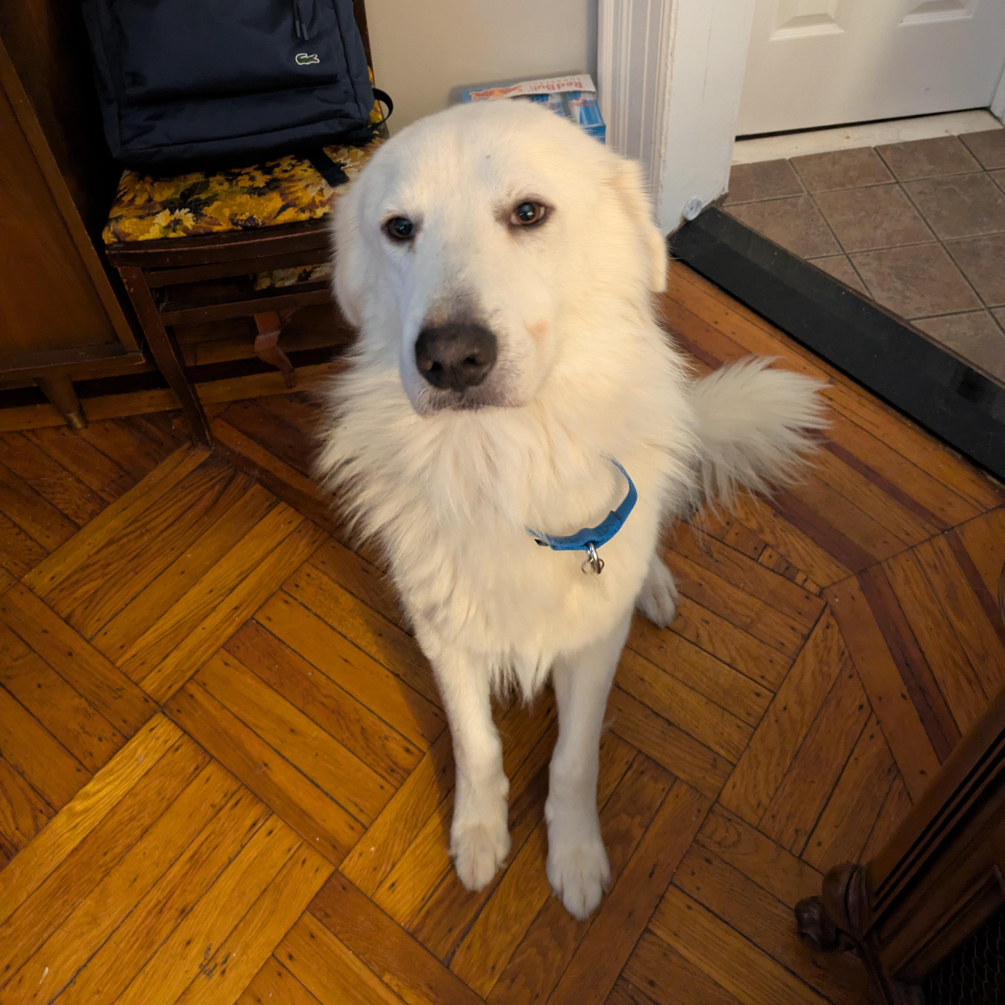 Sammy Sweetheart, a ADOPTABLE Great Pyrenees in Brooklyn, NY image 2/6