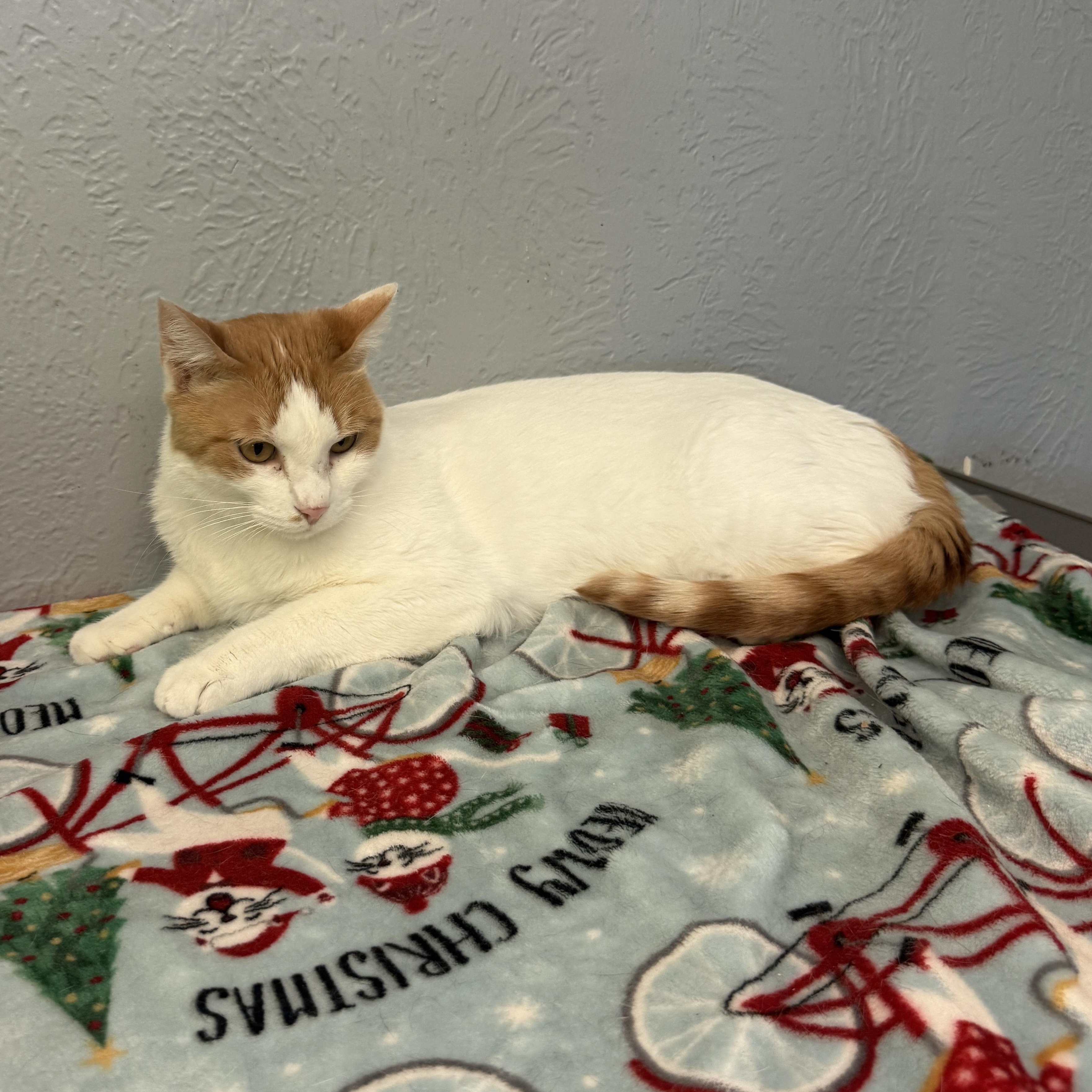 York, Adult Male Domestic Medium Hair