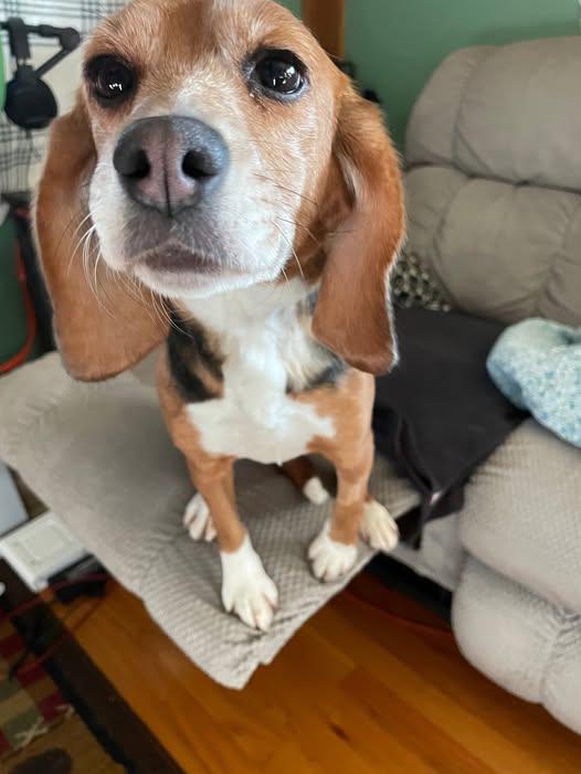 Enlarge Cecil, a Adoptable Beagle in Grayslake, IL image 1/1