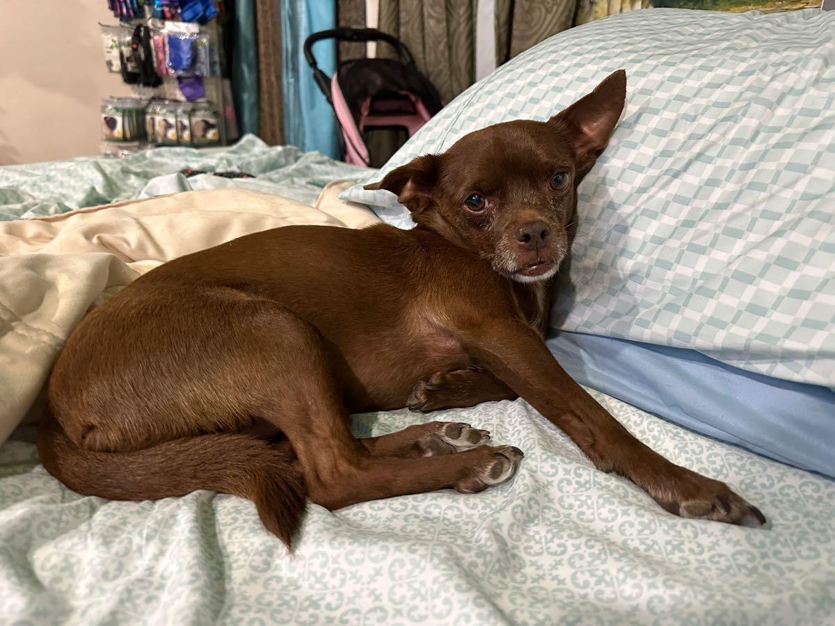 Brownie, Adoptable, Adult Male Chihuahua.
