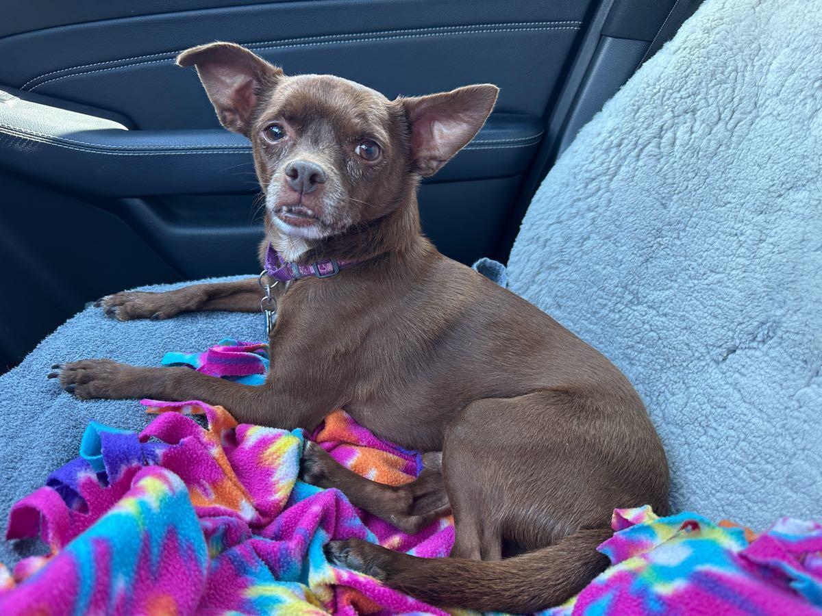 Brownie, a Adoptable Chihuahua in Fort Worth, TX image 2/2