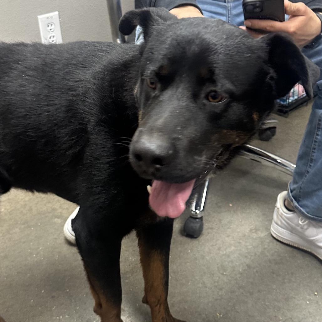 Toby, a Adoptable mixed breed in Midland, TX image 1/2