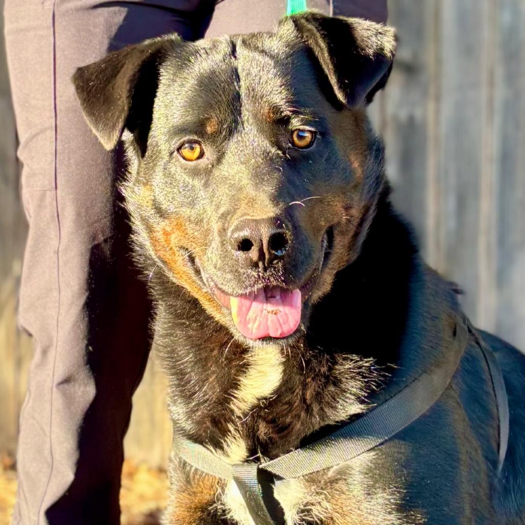 Toby, a Adoptable mixed breed in Midland, TX image 2/2
