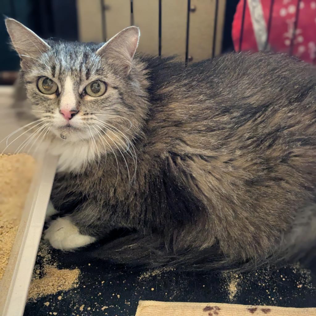 Enlarge Emily Fraas, a Adoptable mixed breed in Wakefield, MA image 2/4