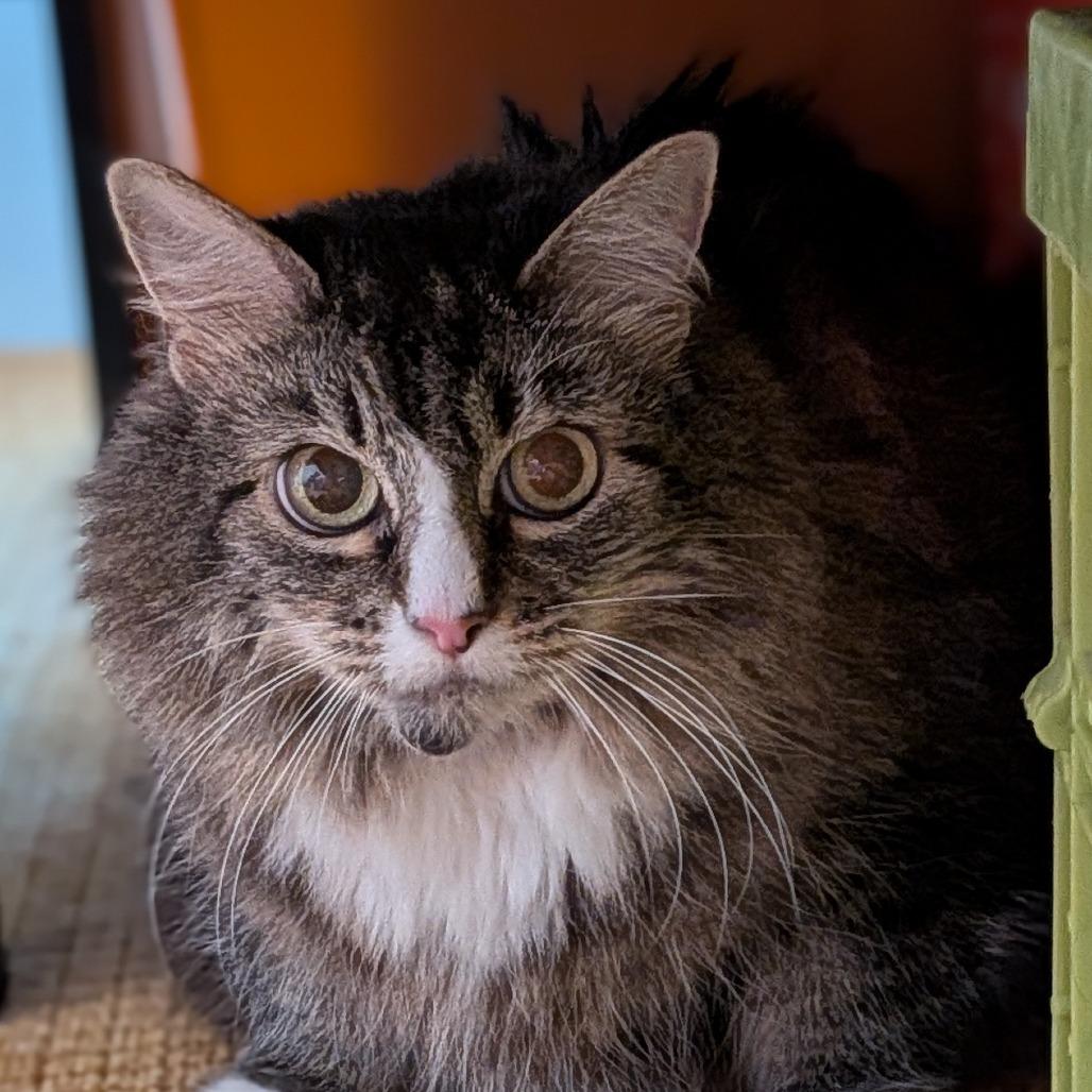 Enlarge Emily Fraas, a Adoptable mixed breed in Wakefield, MA image 3/4