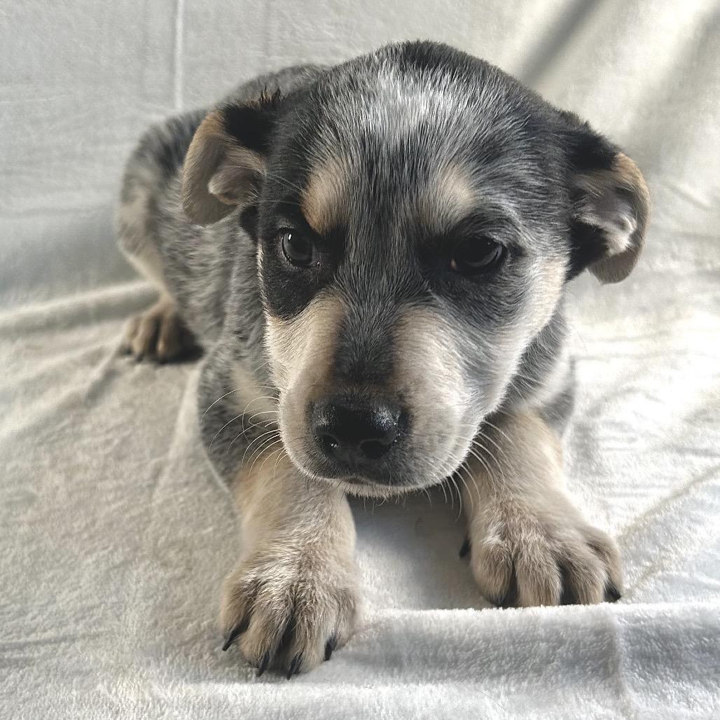 Tweety, Adoptable, Puppy Female Australian Shepherd & Border Collie.