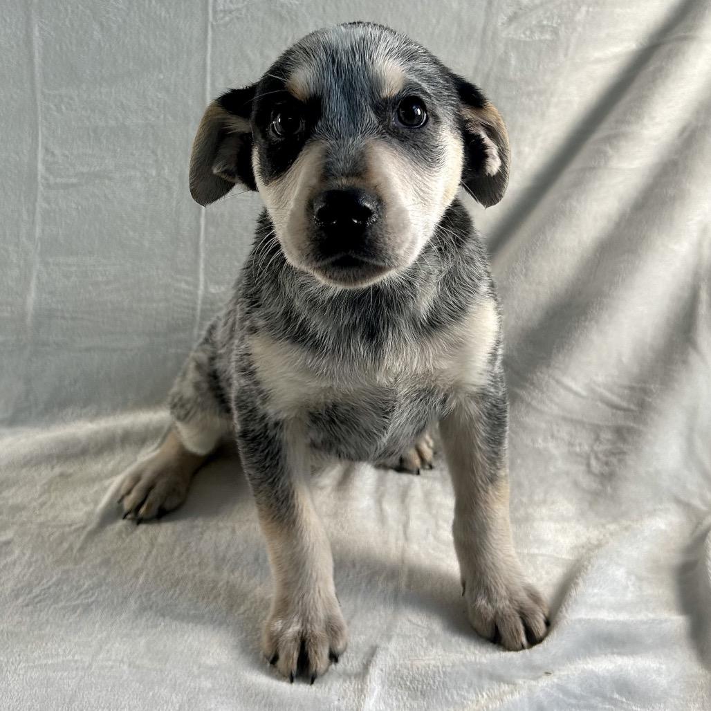 Tweety, a Adoptable mixed breed in Johnson City, TN image 2/3