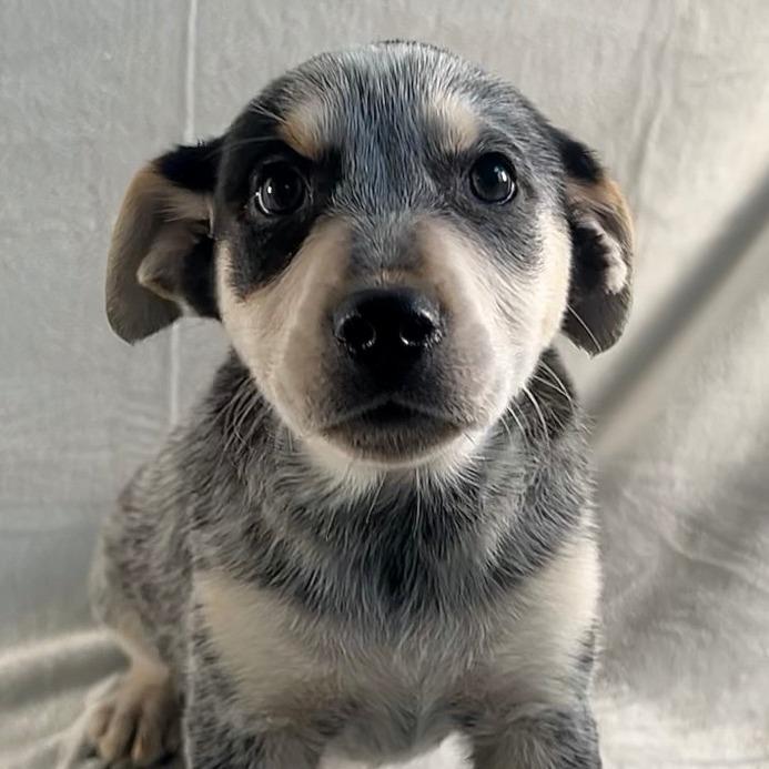 Tweety, a Adoptable mixed breed in Johnson City, TN image 3/3