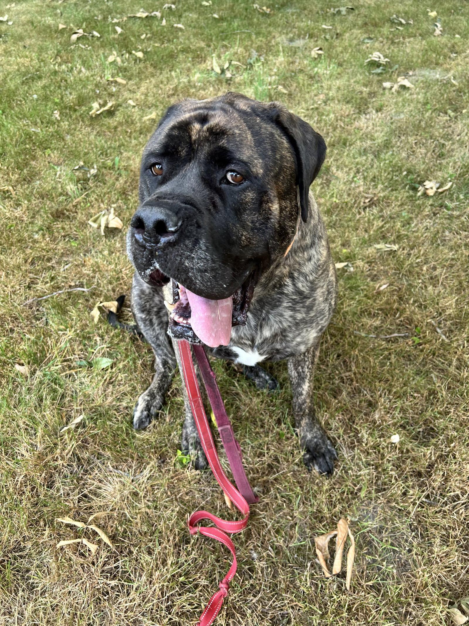 Enlarge Cooper, a Adopted Mastiff in McMinnville, OR image 1/3