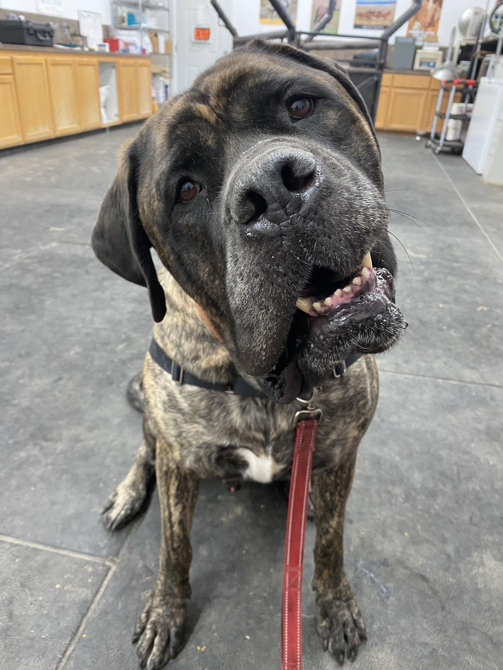 Enlarge Cooper, a Adopted Mastiff in McMinnville, OR image 2/3