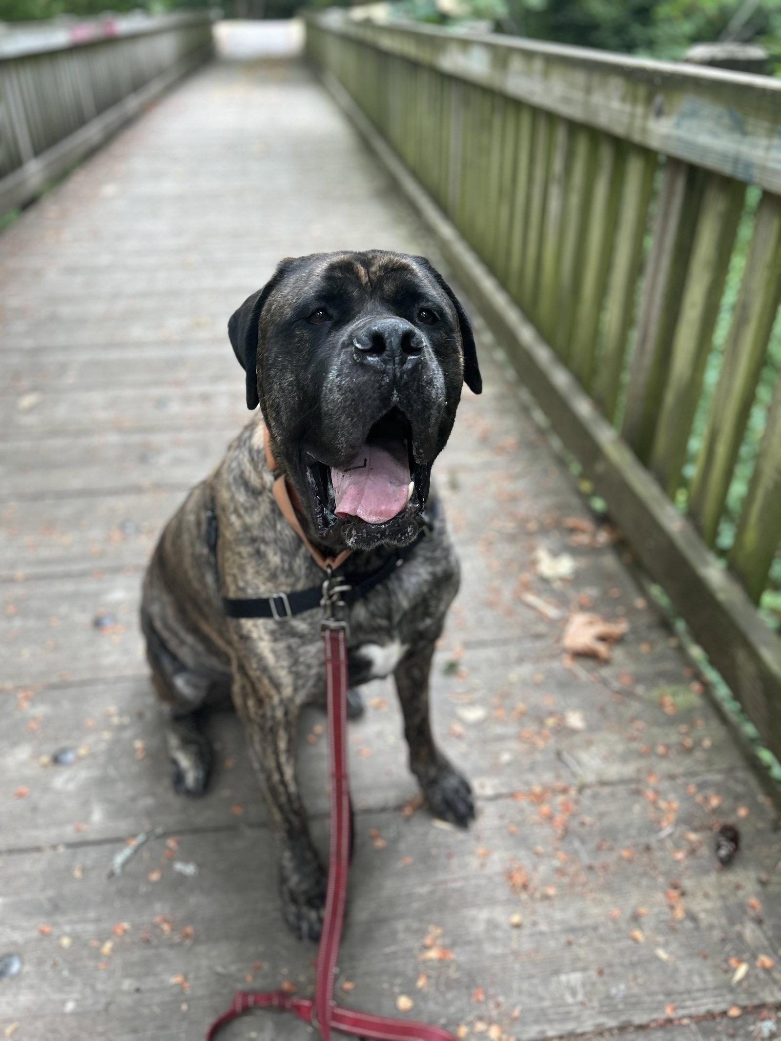 Enlarge Cooper, a Adopted Mastiff in McMinnville, OR image 3/3