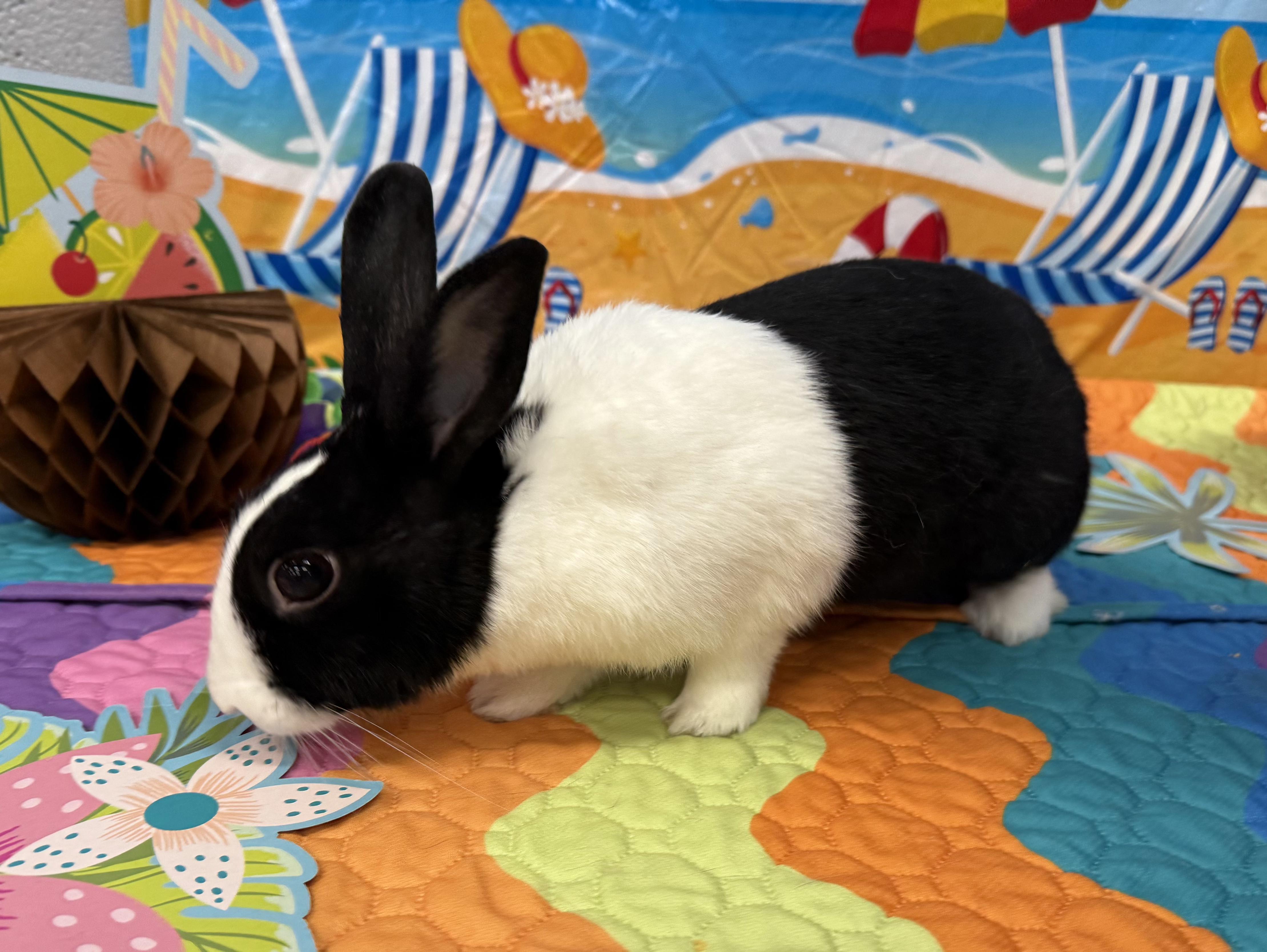 Enlarge Lola, a Adoptable Dutch in San Antonio, TX image 2/6