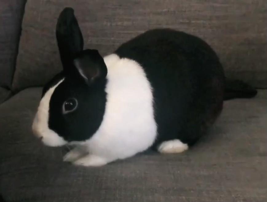 Enlarge Lola, a Adoptable Dutch in San Antonio, TX image 5/6