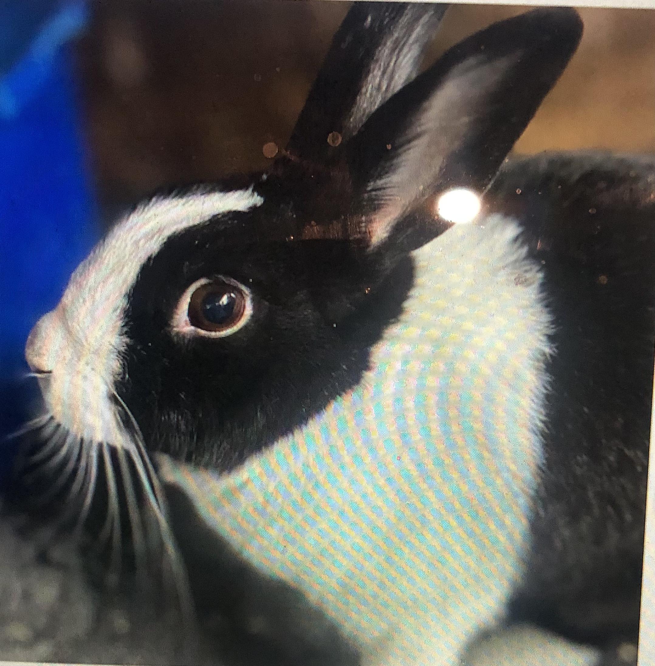 Enlarge Lola, a Adoptable Dutch in San Antonio, TX image 3/6