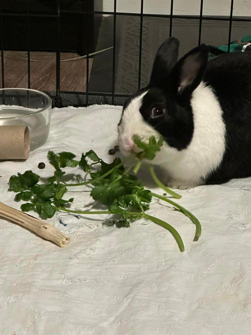 Enlarge Lola, a Adoptable Dutch in San Antonio, TX image 4/6