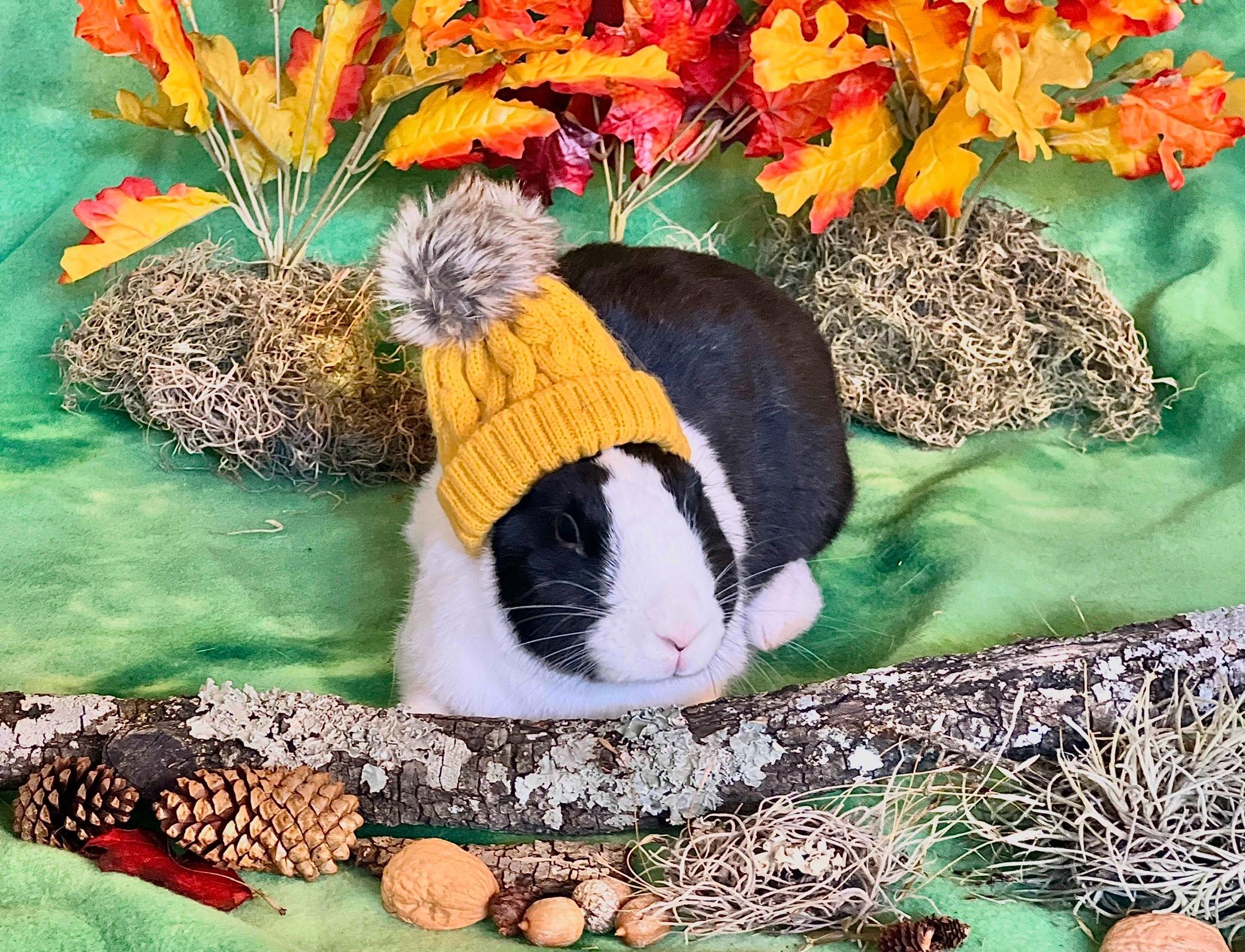 Enlarge Lola, a Adoptable Dutch in San Antonio, TX image 1/6